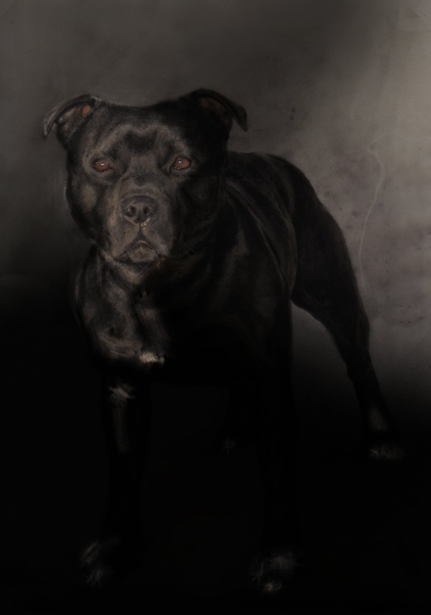 walter-staffordshire-bull-terrier-graphite-acrylic-ink-portrait-betsy-bradford.jpg