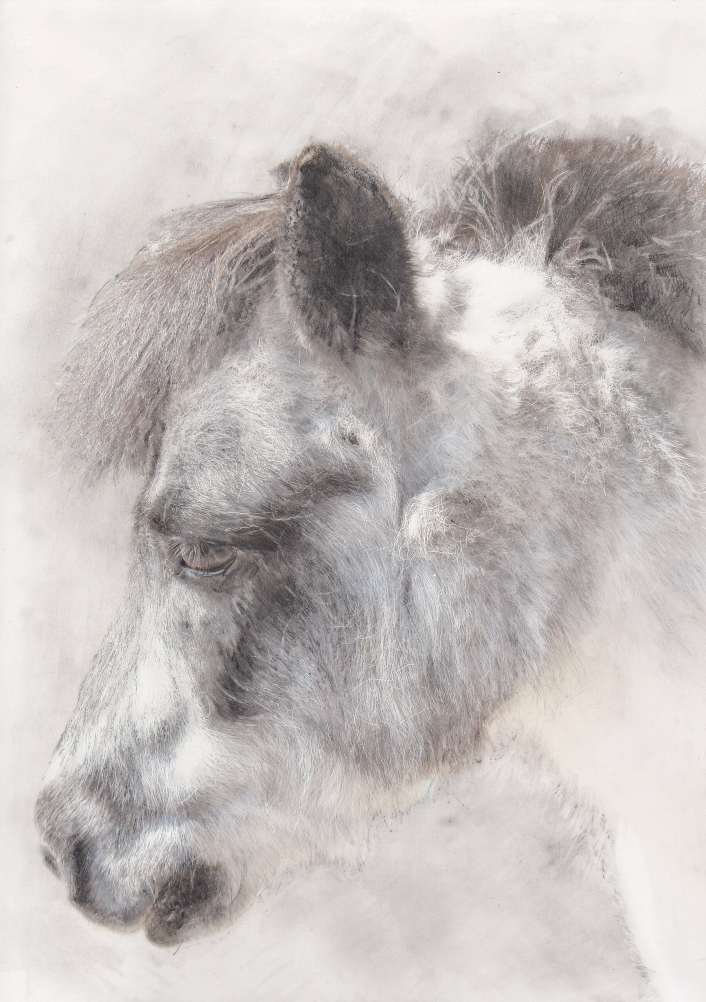 louis-shetland-pony-graphite-acrylic-ink-portrait-betsy-bradford.jpg