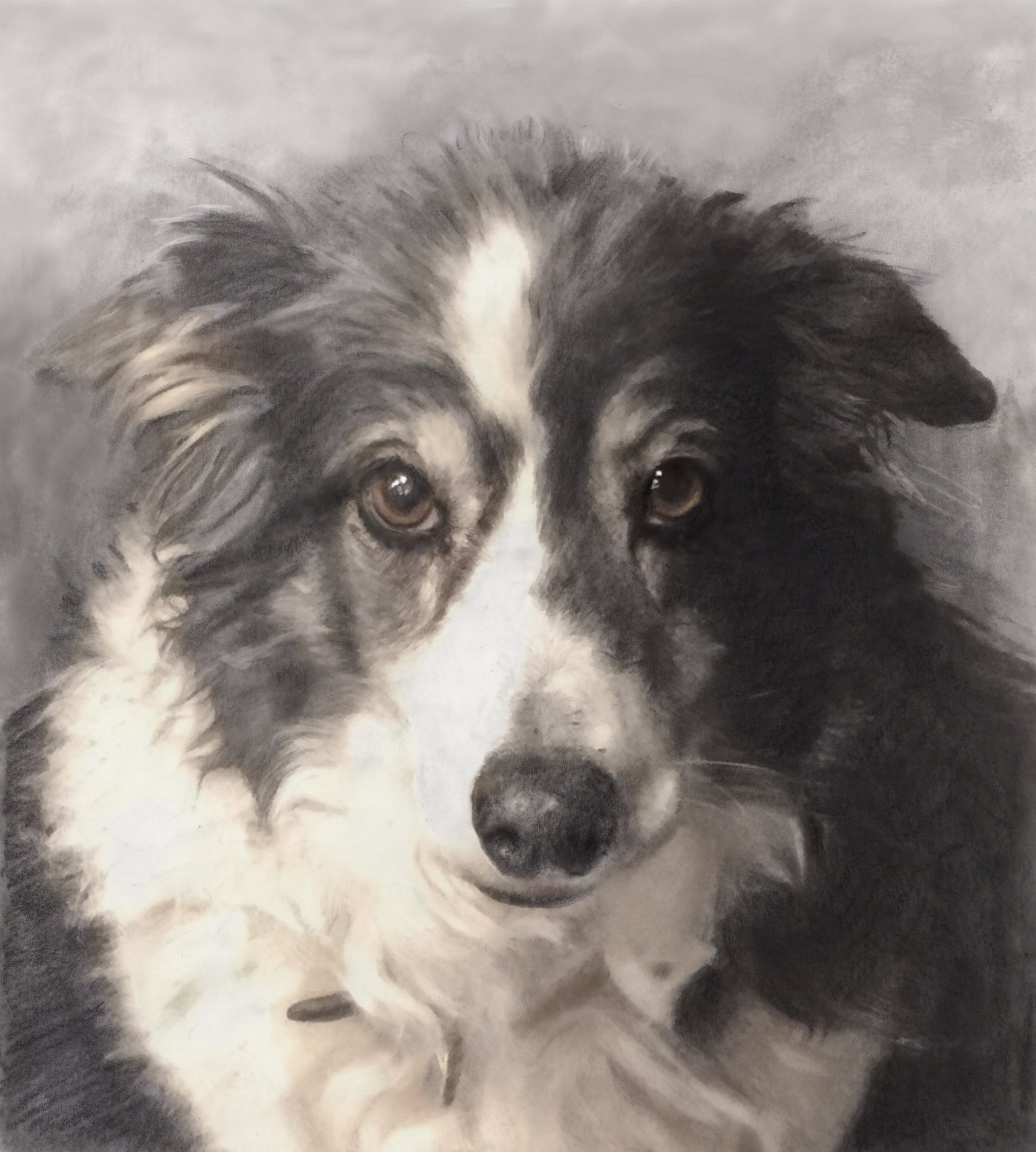 bailey-border-collie-graphite-acrylic-ink-portrait-betsy-bradford.jpg