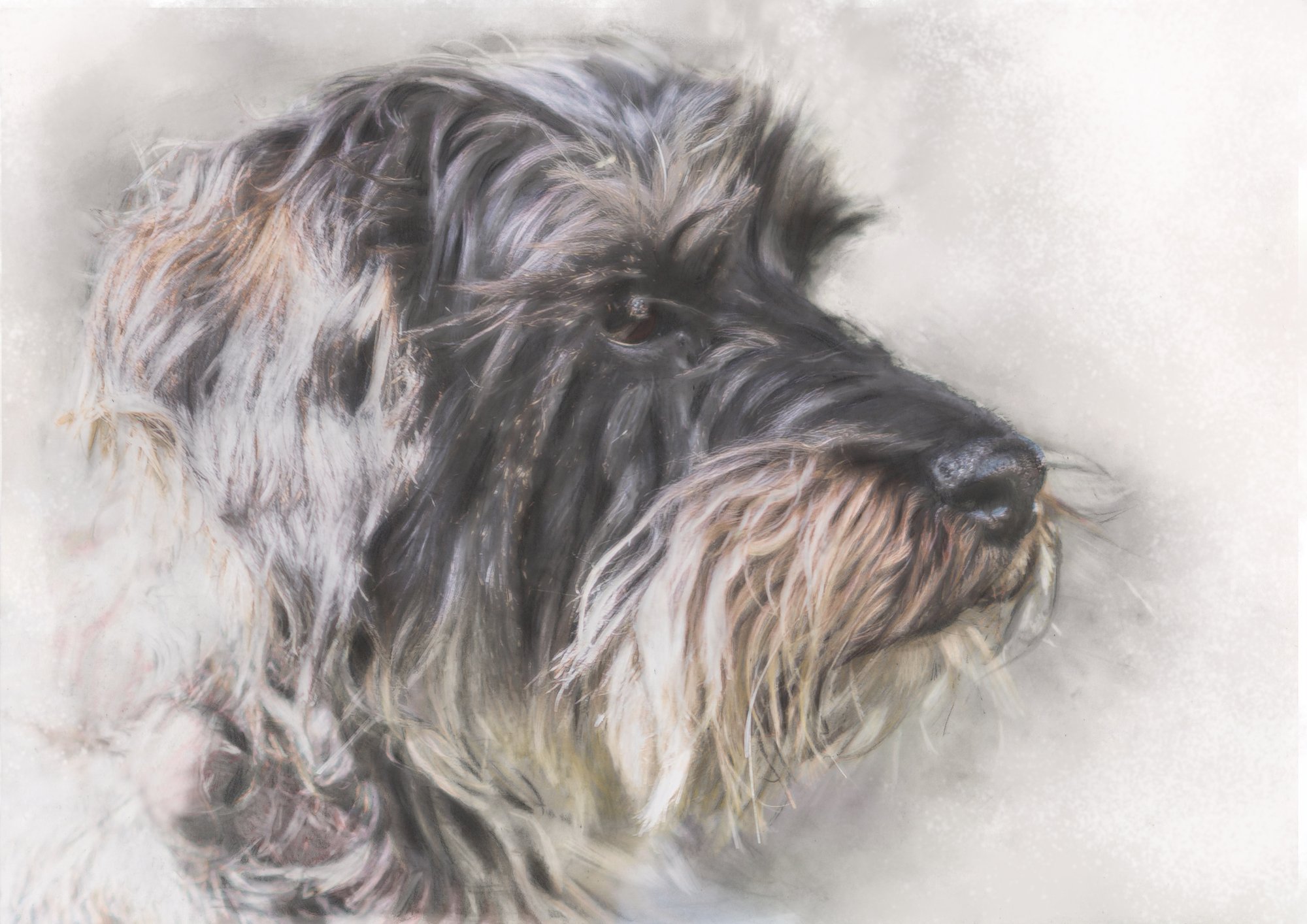 poppy-wire-haired-dachshund-graphite-acrylic-ink-portrait-betsy-bradford.jpg