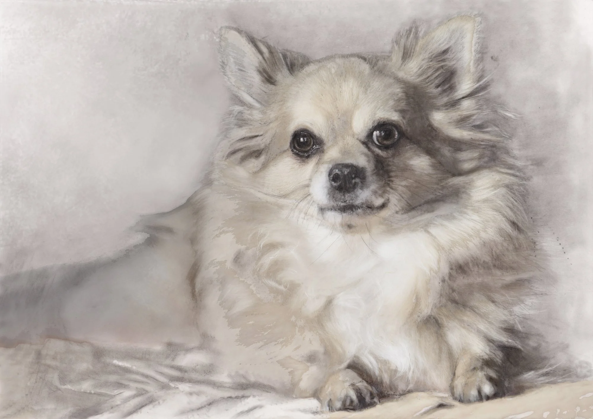 bergamot-long-haired-chihuahua-graphite-acrylic-ink-portrait-betsy-bradford.jpg