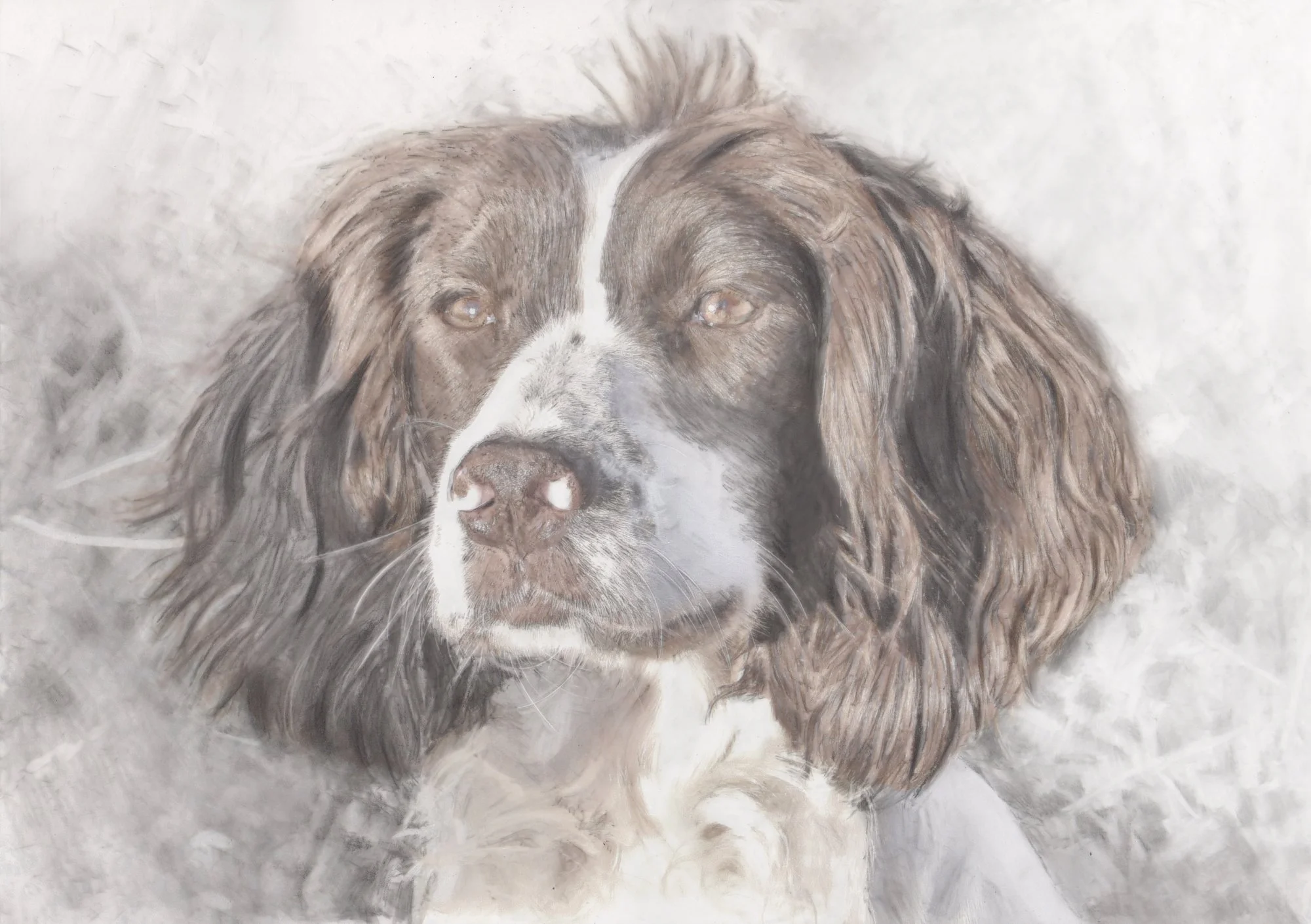 sky-springer-spaniel-graphite-acrylic-ink-portrait-betsy-bradford.jpg
