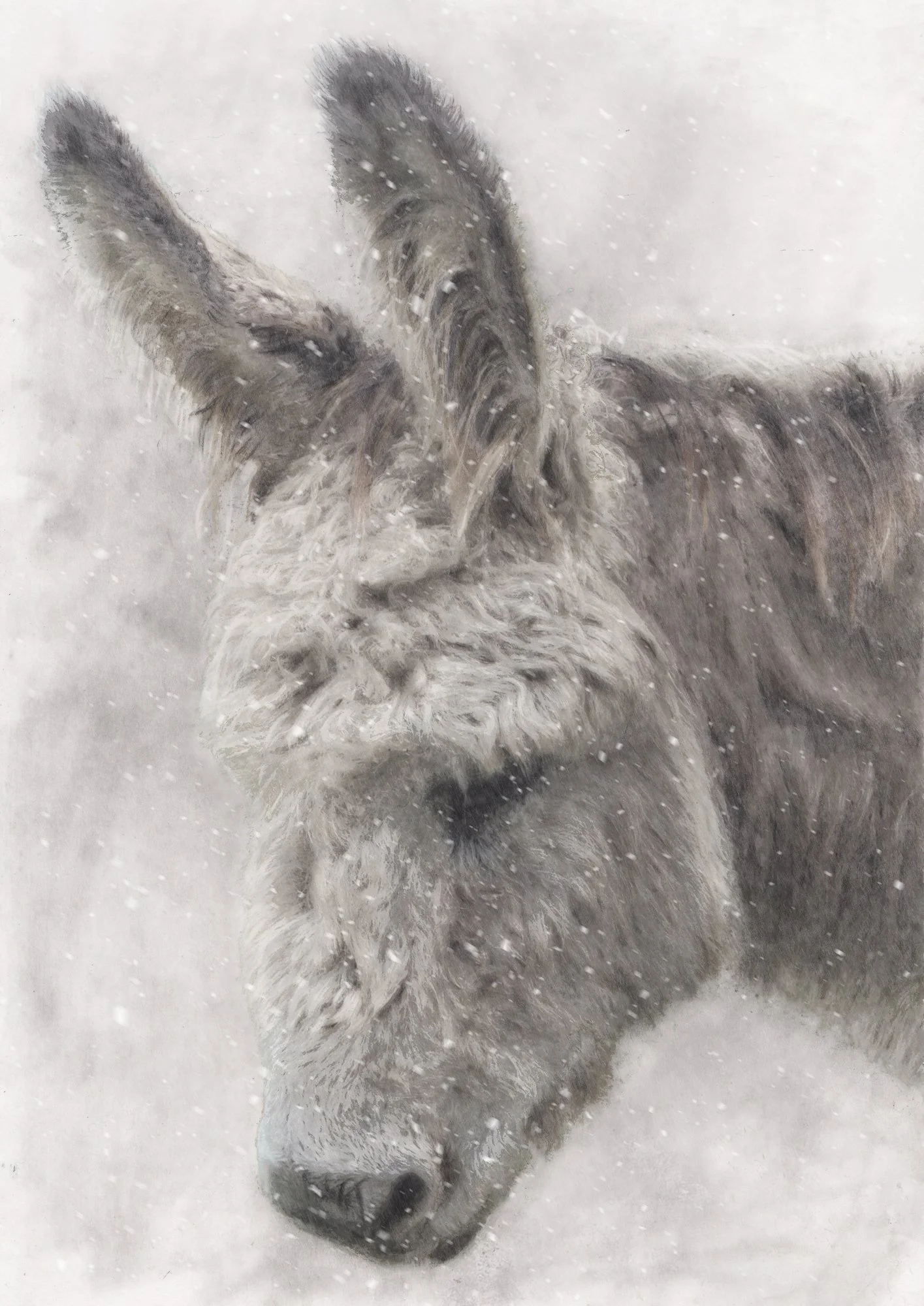 donky-donkey-snow-graphite-acrylic-ink-portrait-betsy-bradford.jpg