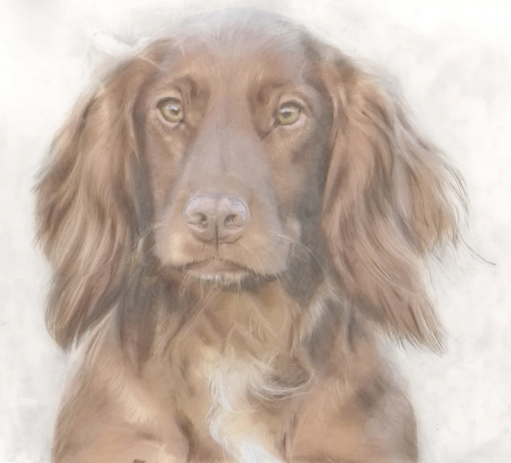 tink-clare-baker-cocker-spaniel-graphite-acrylic-ink-portrait-betsy-bradford.jpg
