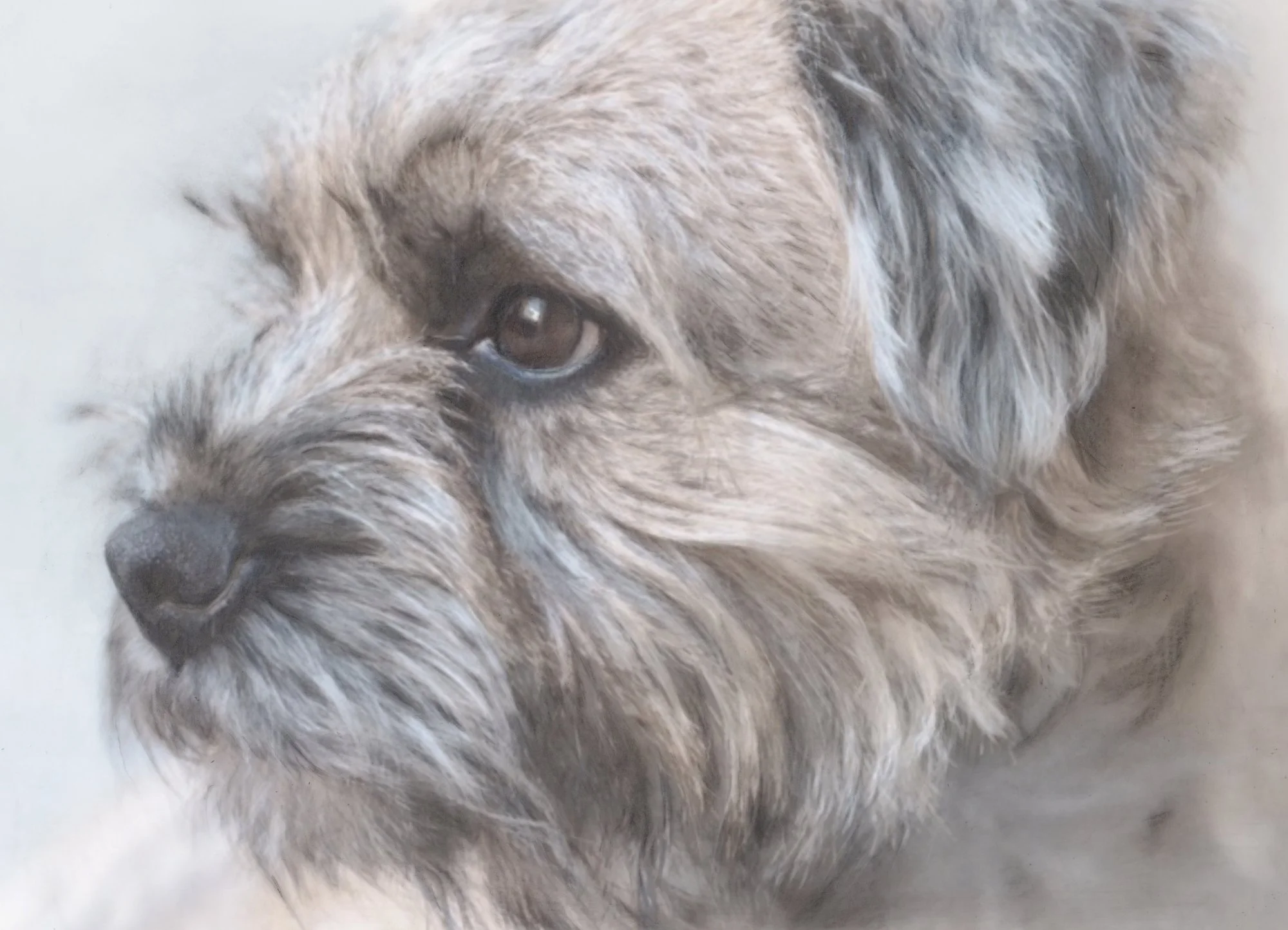 rosie-border-terrier-graphite-acrylic-ink-portrait-betsy-bradford.jpg