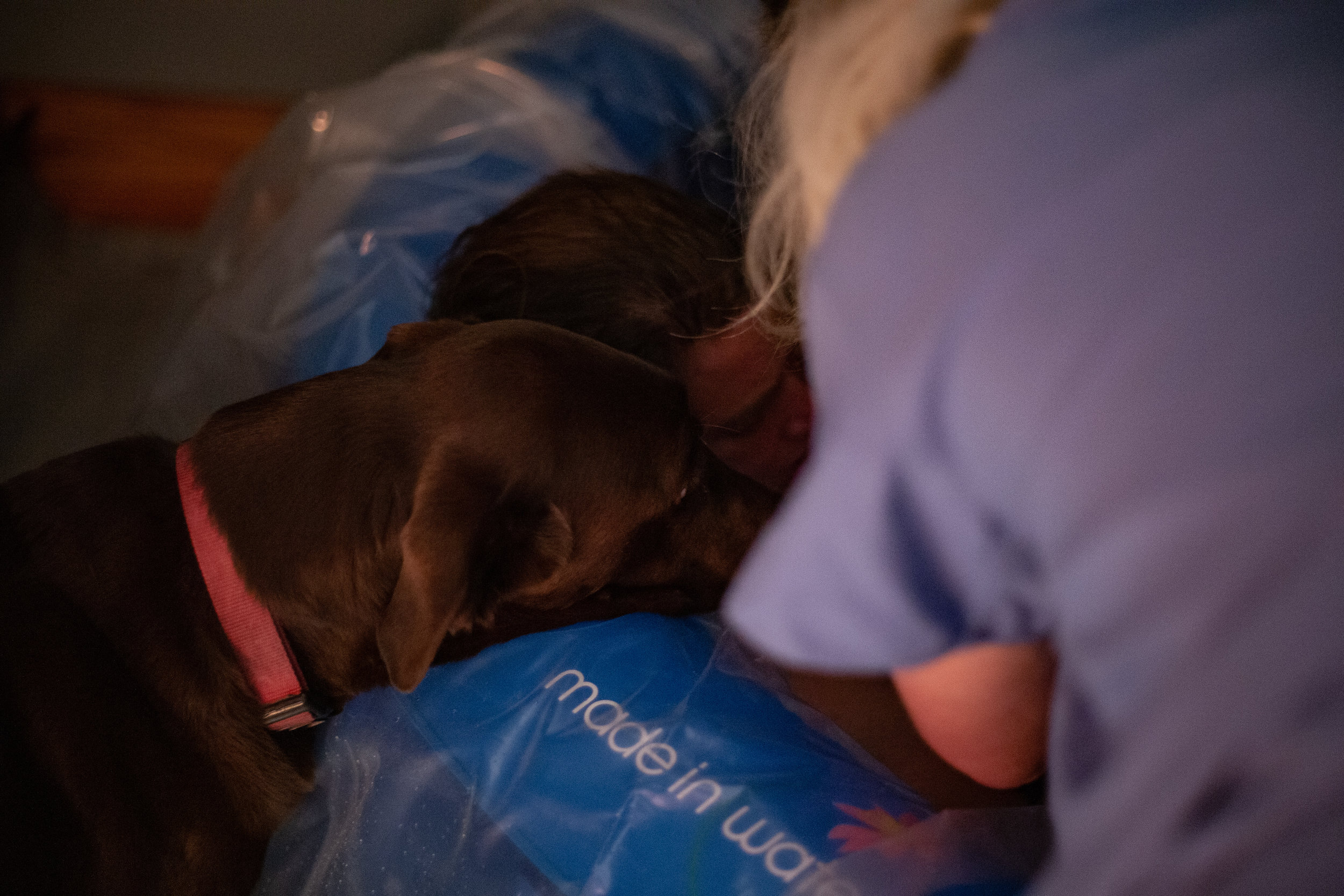A chocolate lab peeks his head into a birth pool after a baby was born. 