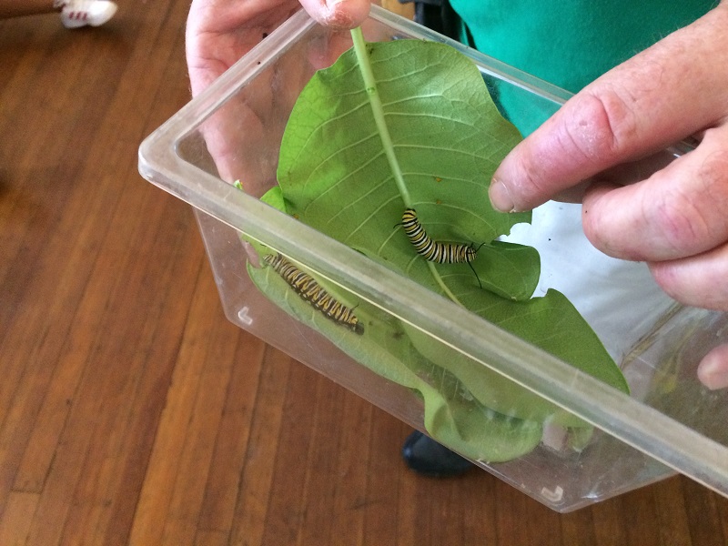 Monarch larva.jpg