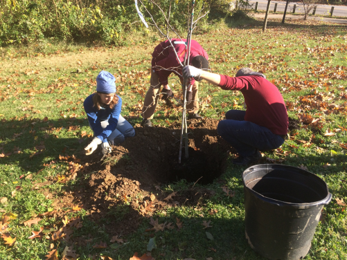 Tree planting at Wyman Park 11.10.18.png