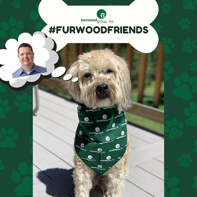 This #FurwoodFriday feature is Sandy and she belongs to our VP CTO, Kevin Stewart! 
Sandy likes to stand on her back feet to greet you standing upright. 
https://okt.to/rzXOHC