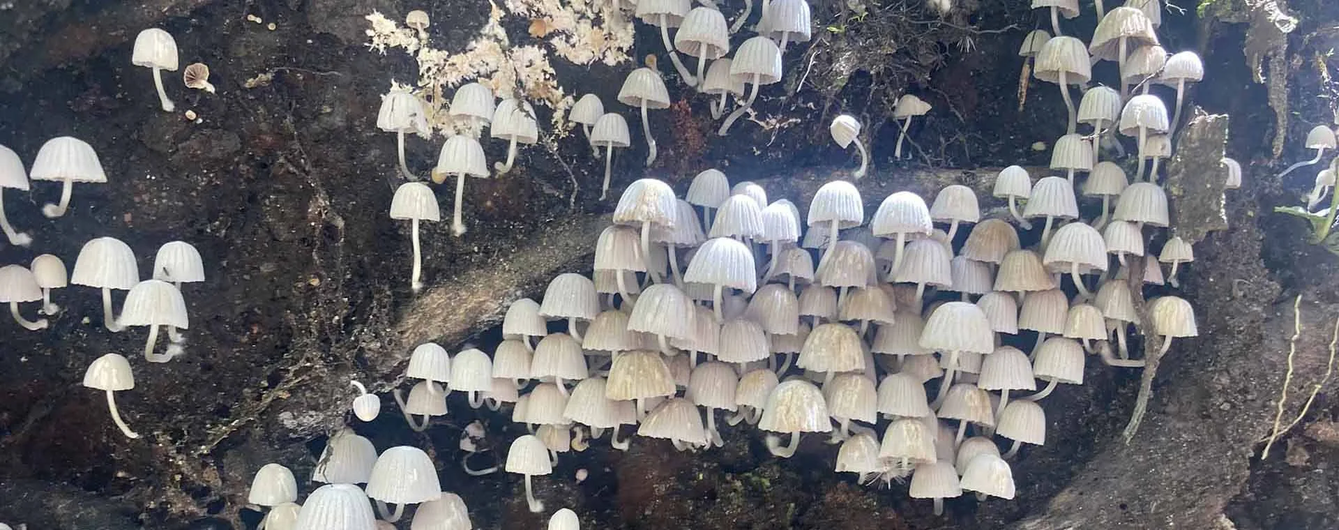 unbeaten-studio-design-homepage-header-mushrooms.jpg