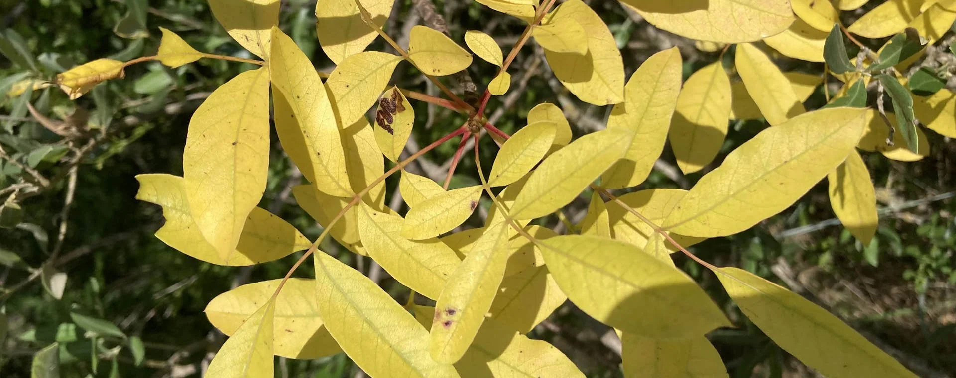 unbeaten-studio-design-homepage-header-yellow-leaves.jpg