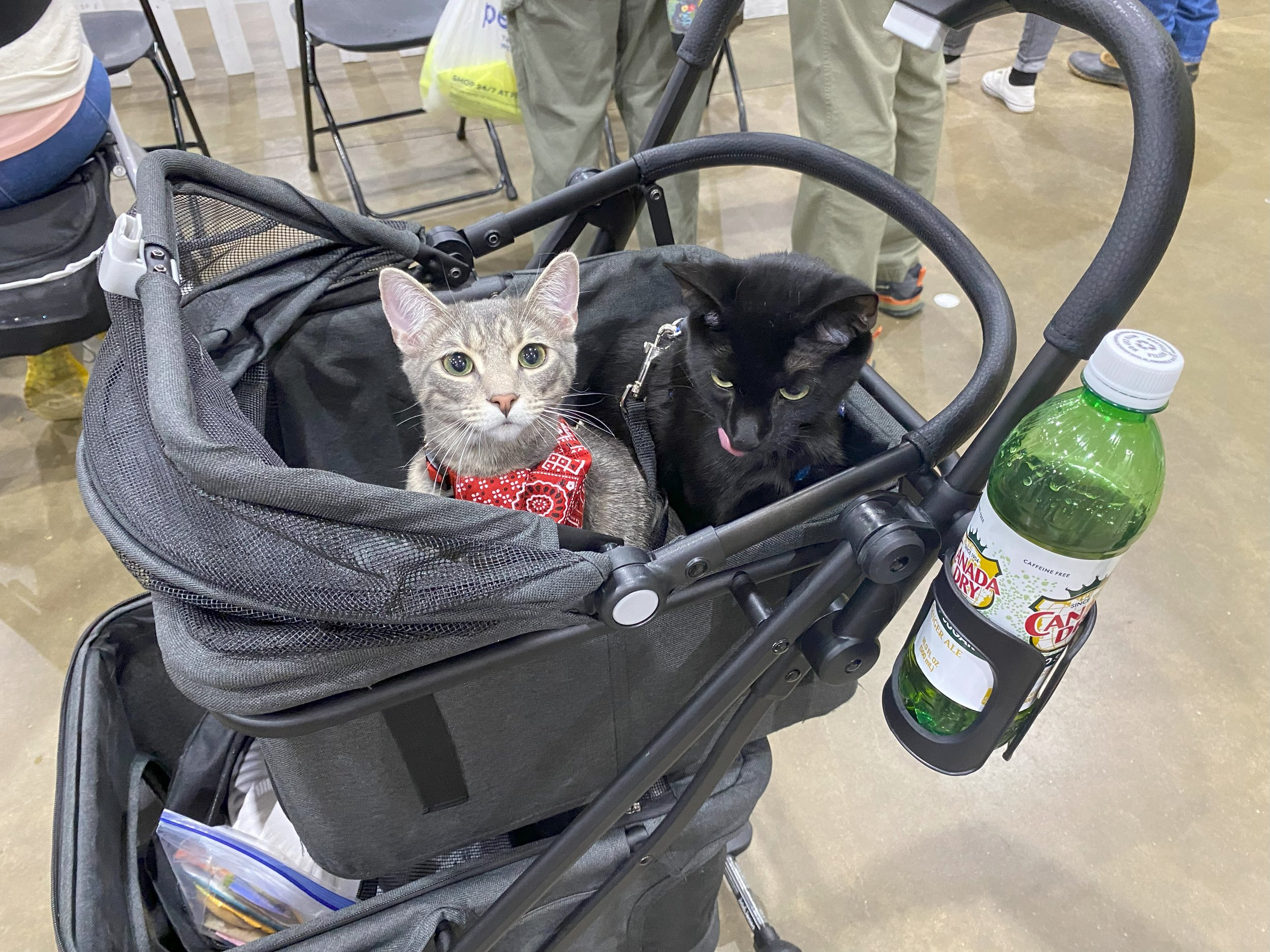 Cats in Stroller.jpg