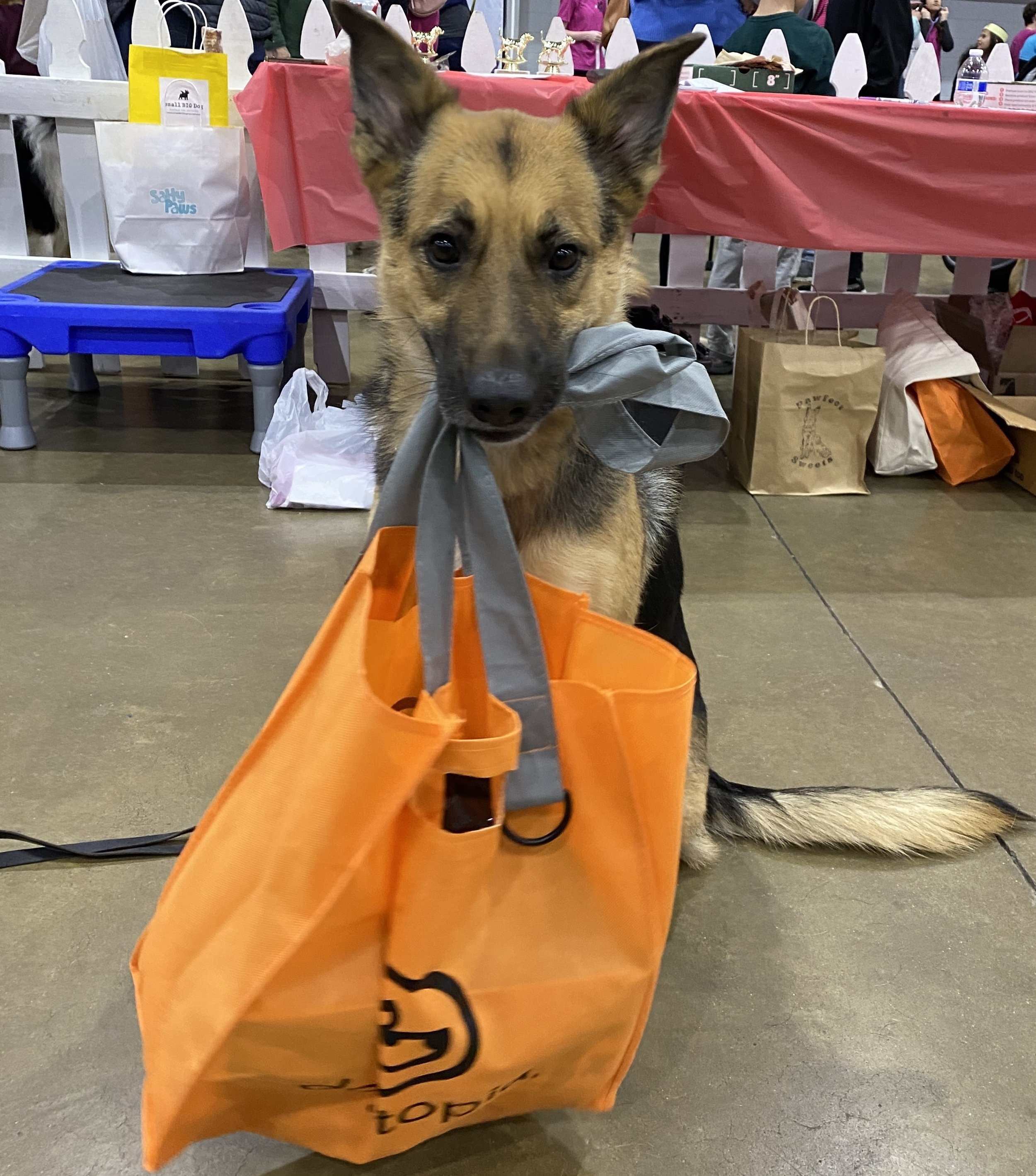 Dog with Dogtopia Bag.JPG