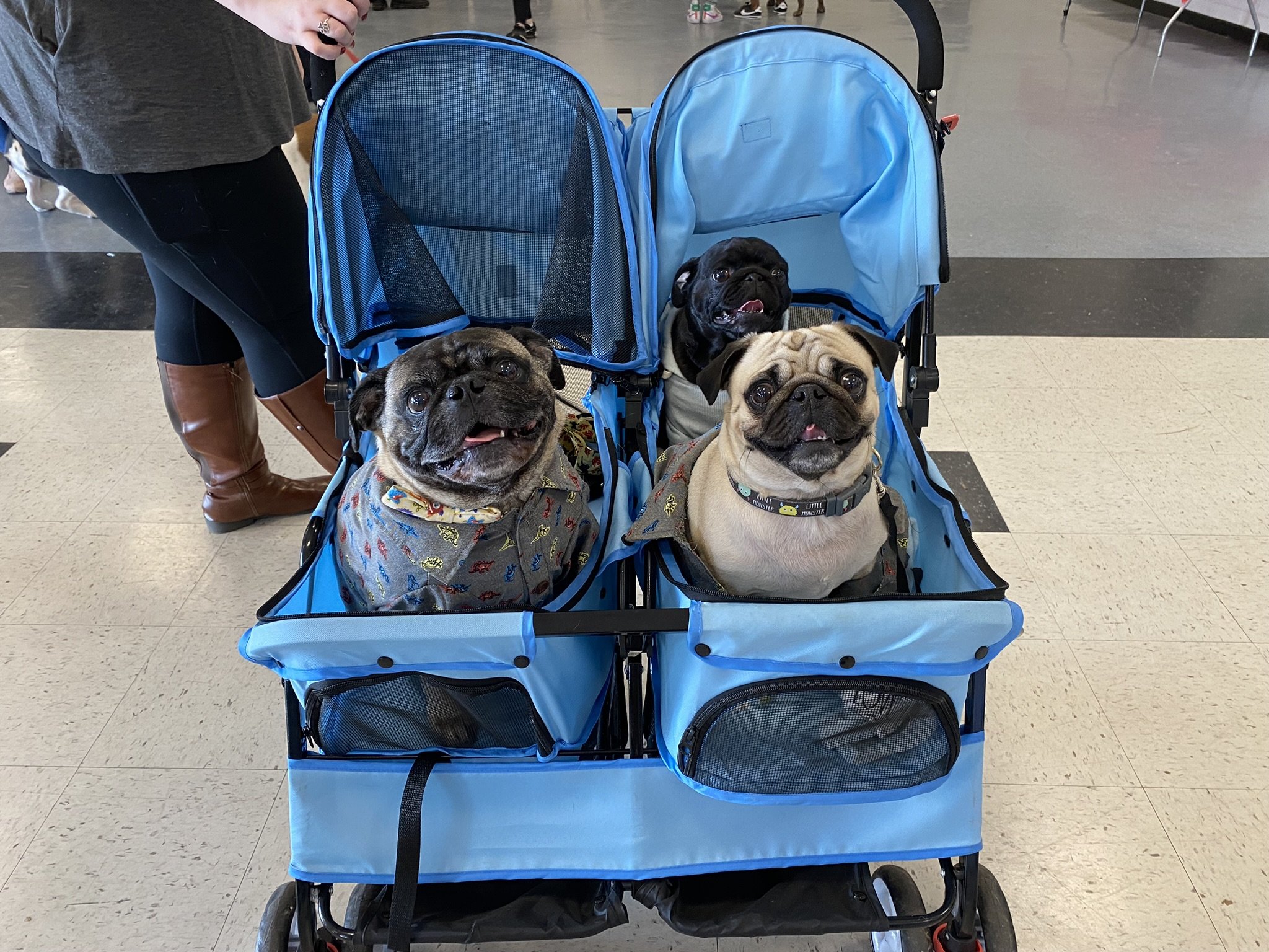 Pugs in a Stroller.jpeg