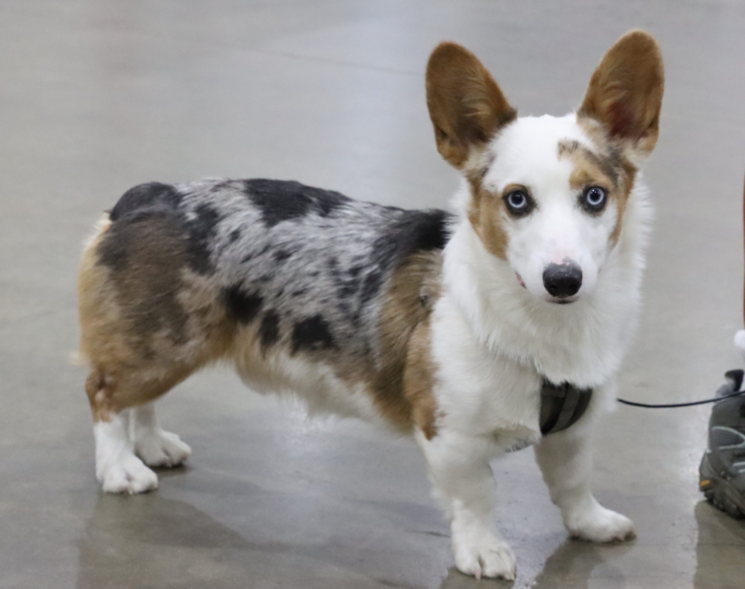 Corgie Blue Eyes.jpg