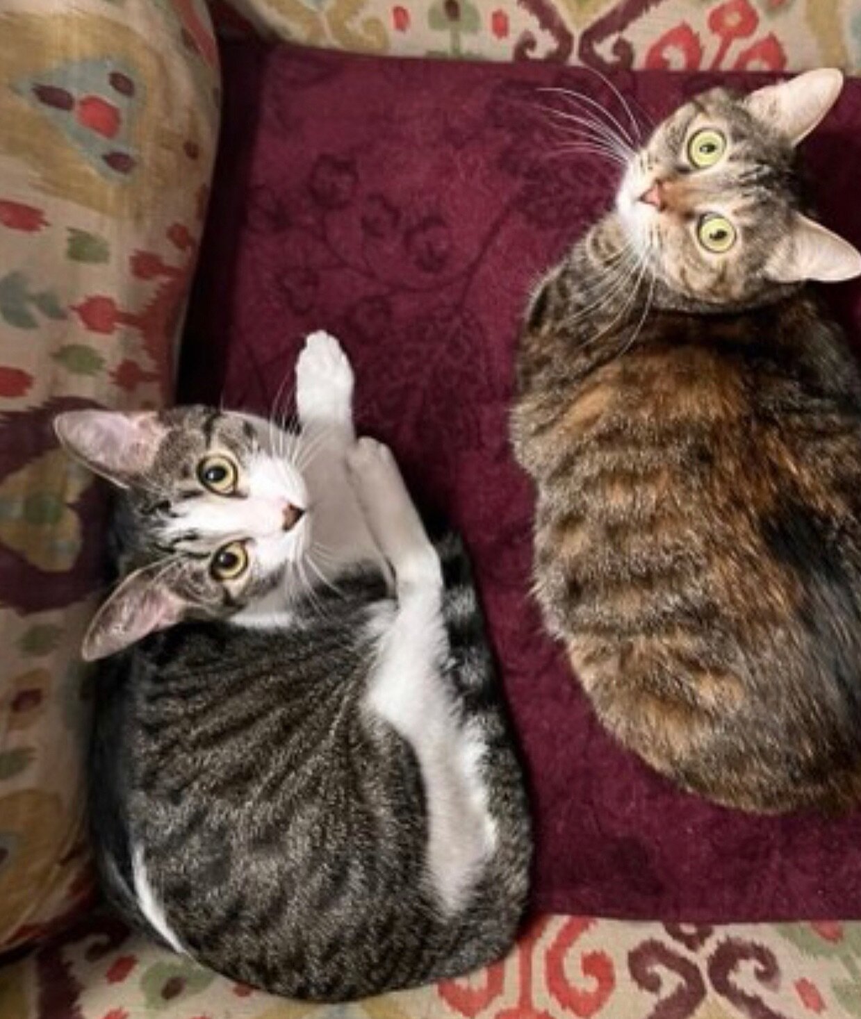 Double the fun for one adoption price! Rosie and her 
mama Opal would love to be adopted together. 💕 

Pop over to the link in our bio to learn more about this bonded pair, and fill out an adoption application! 

#adopthenricohumane #hhsforeverhome 