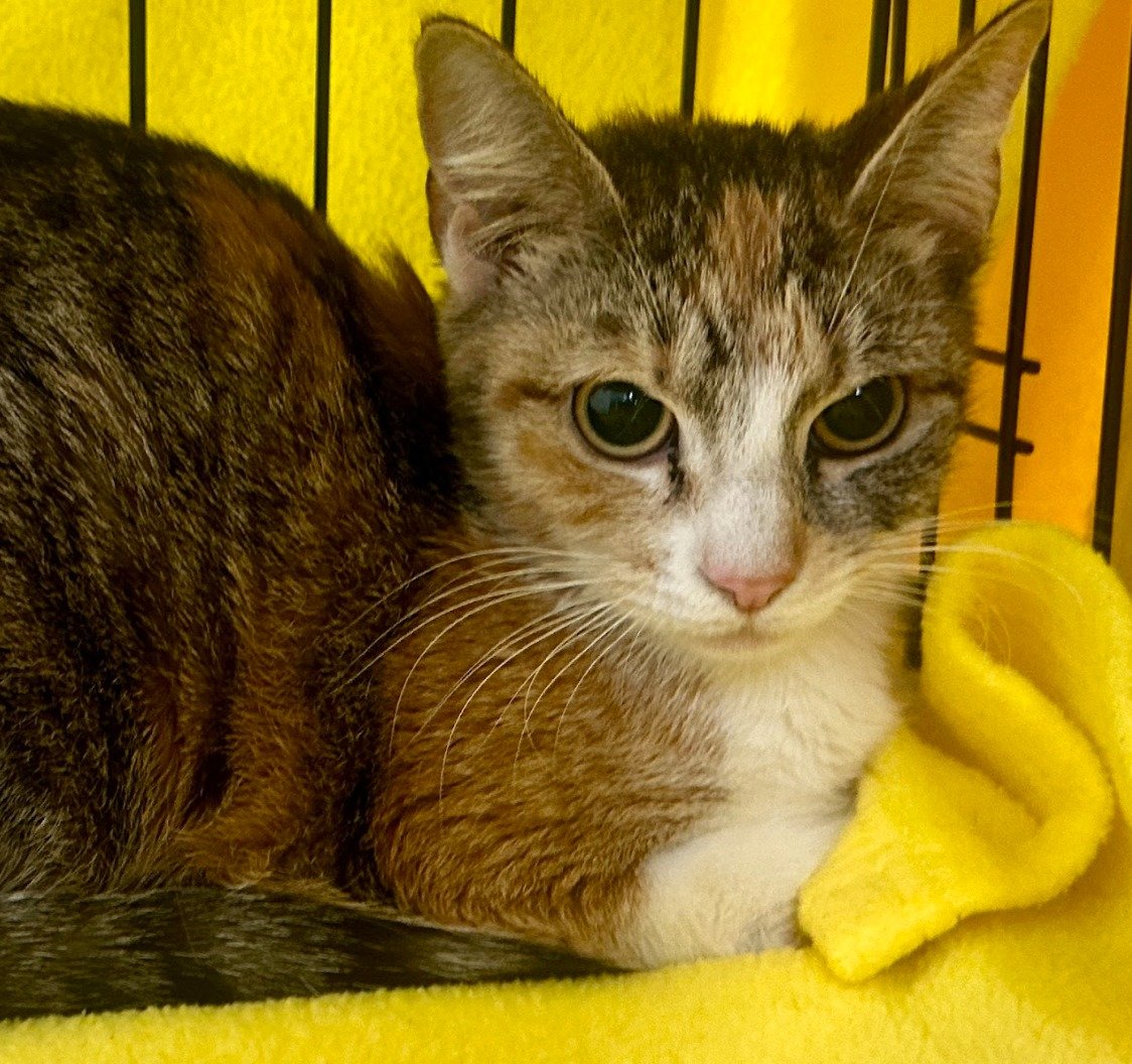 🐾 Meet Sage, the sweetest Calico kitty in search of her forever home! 🏡 Despite being a little shy at first, Sage has so much love to give. 

Calico cats like Sage are known for their strong bonds with their owners, and this cute girl can't wait to