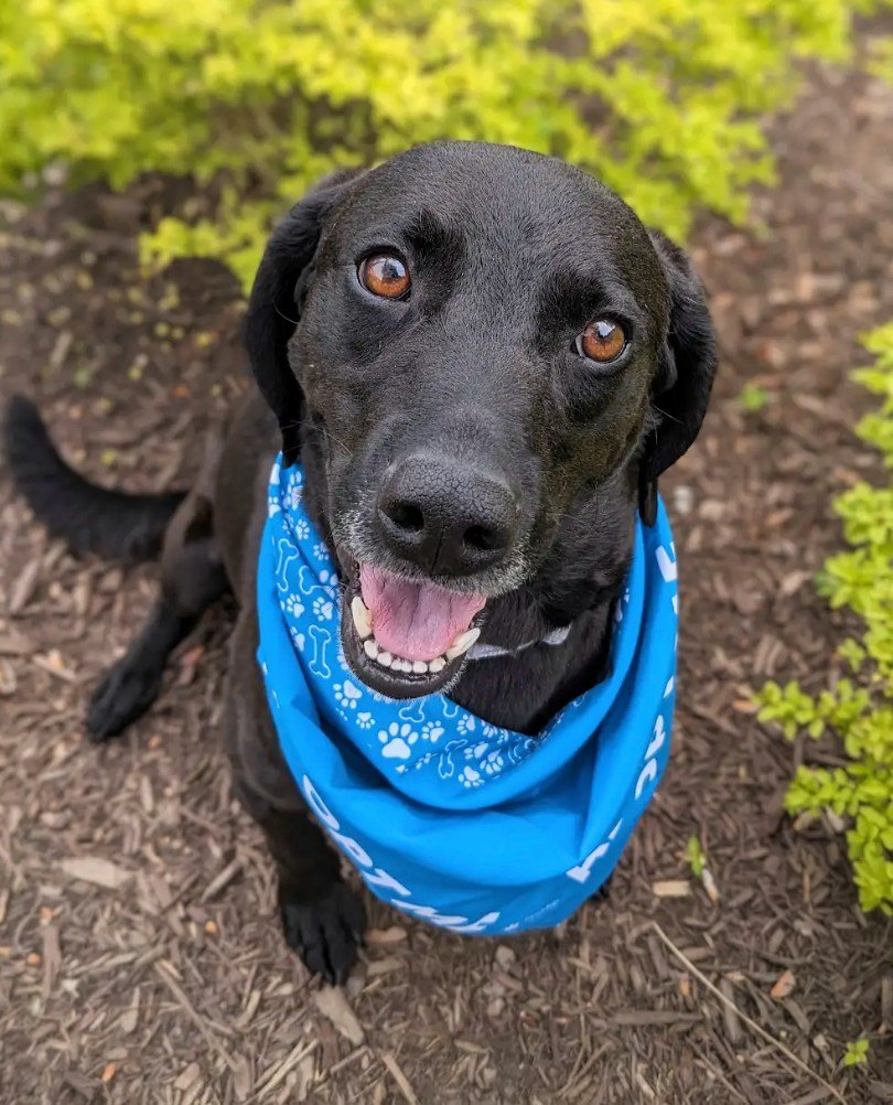 Introducing Ralphie, an approximately 1-year-old, 37-lb. black lab/attention hound mix! Ralphie loves pets from anyone. He'll lean into you. He'll stare adoringly into your eyes. He'll want to be in whatever room you're in. 😍

Ralphie is good with k