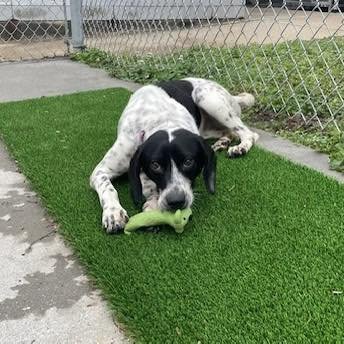 This week&rsquo;s Sunday Shelter Spotlight is all about the puppies! Who doesn&rsquo;t love puppies? Hanover Animal Control has a trio of adorable 9 month-old Pointer/hound puppies who are ready to find their forever homes.  Shayla and Venus are two 