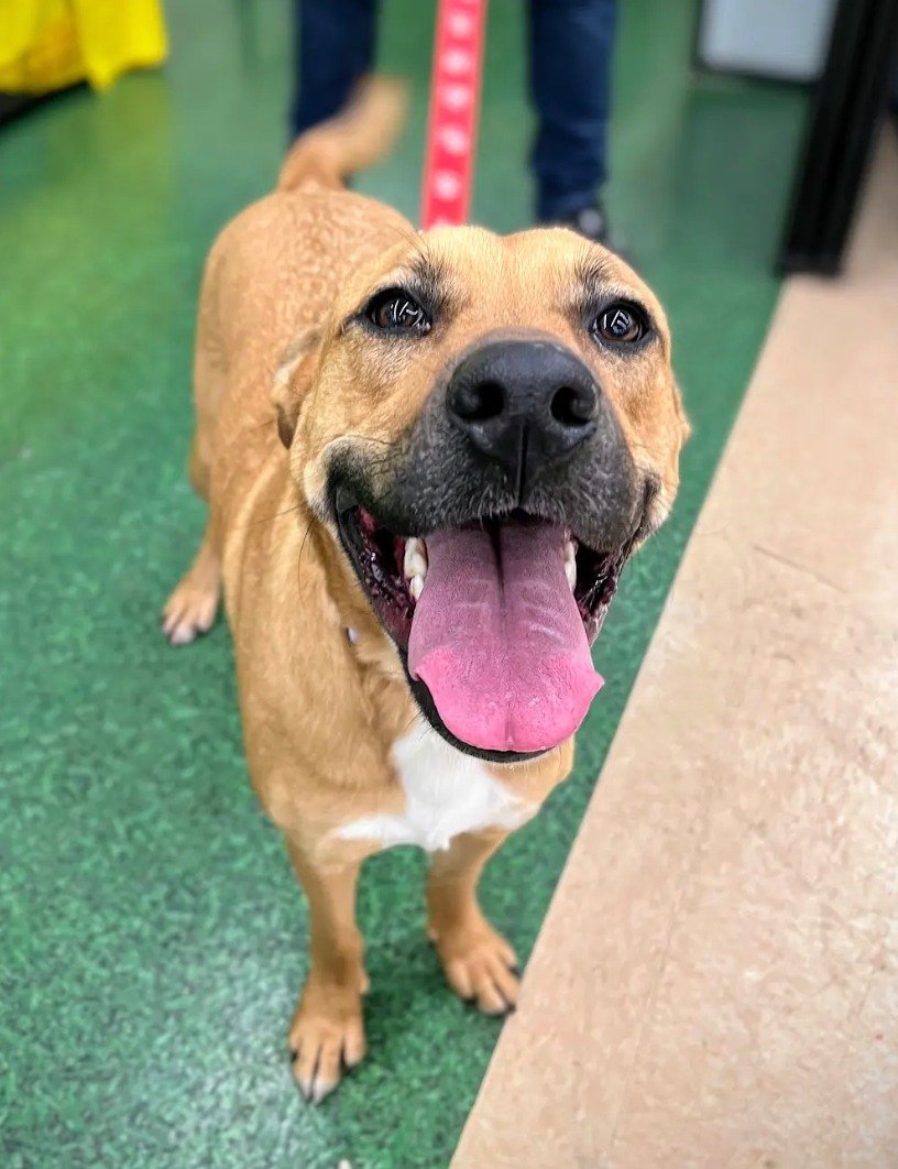 🤩FABULOUS FOSTER NEEDED -  Meet Maple! Maple is a 2-year-old, ~62-lb. shepherd mix who is in immediate need of a place to stay - temporarily with a foster or with an adoptive family of her own. 

This sweet girl is energetic and playful, so she woul