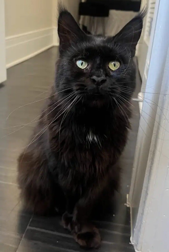 🐾 Rachel is hoping to find her purr-son! 🖤 This stunning maine coon mix isn't just all looks - she's got personality for days! Rachel loves chasing toys, especially if they're filled with catnip! She's a connoisseur of chin scratches and will purr 