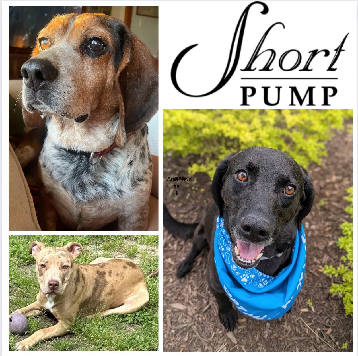 Hey, all you pet-loving people! Come meet Lucky, Ralphie and AJ from 10-1 at Short Pump Town Center this Saturday. 🥰 (We'll still have our Petco adoption stand as well.)

These cuties are looking for their forever homes. Learn more about them at the