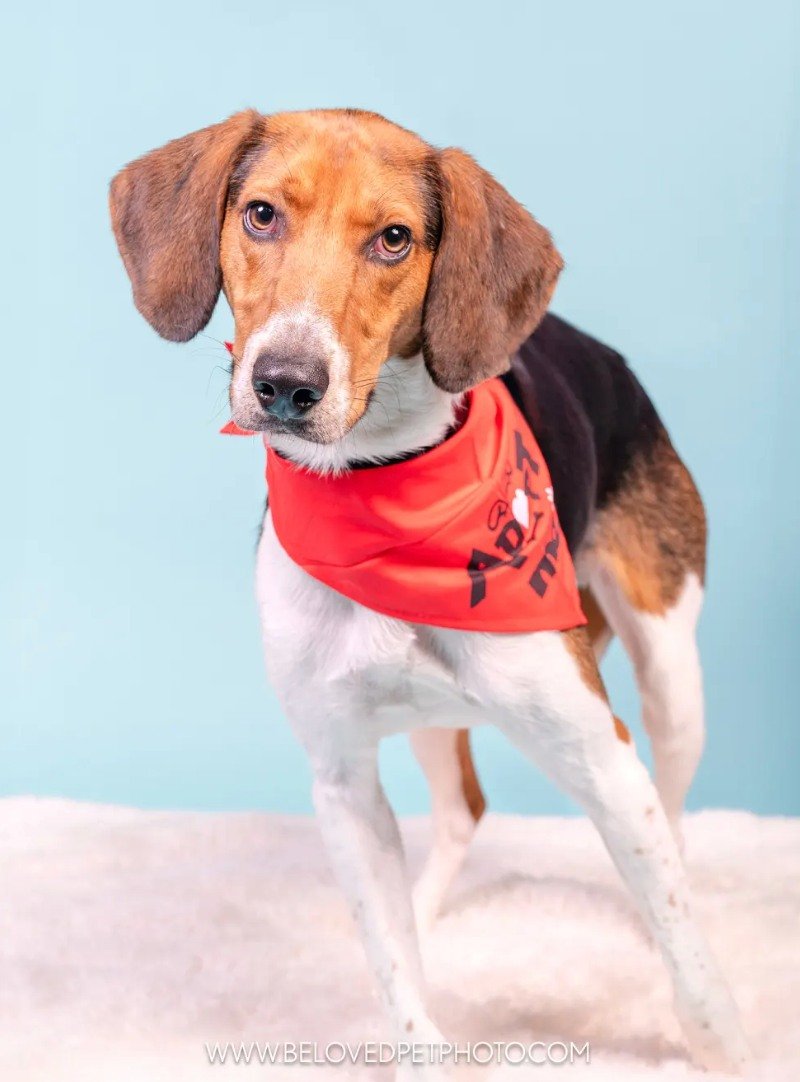 Corbin is a loving 2-year-old, 38 lb. hound mix who is looking for a family to call his own! Sweet and gentle, Corbin loves any person he meets, including children, and does well with other dogs. He loves to run (just look at his long legs!), play wi