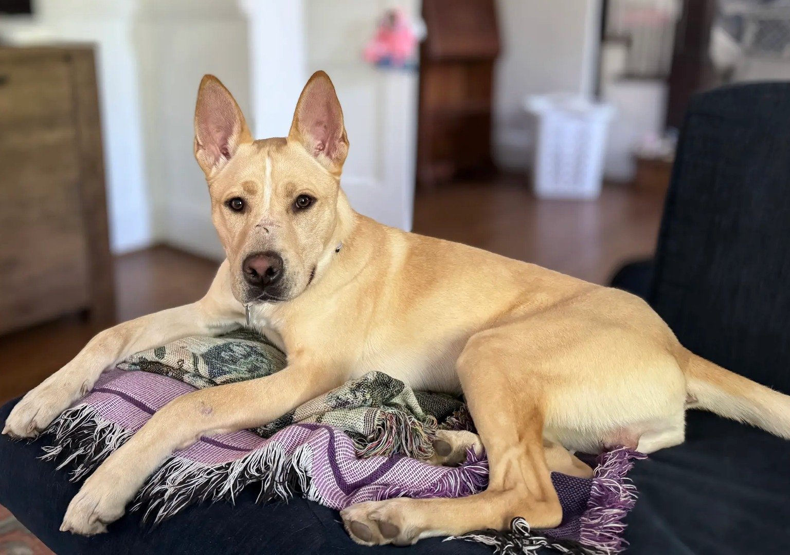 If you&rsquo;re looking for a playful, affectionate, and well-mannered pup, take a peek at our boy Bentley! 💛

Bentley is an 11-month-old lab/shepherd mix with a friendly and laid-back demeanor. This smart cookie knows basic commands and listens wel
