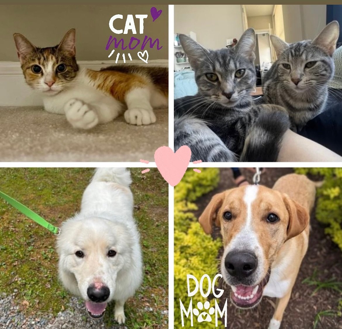 Happy Mother&rsquo;s Day to all of the fabulous fur mamas out there. These cuties are looking for a cat mom or dog mom of their very own! 🥰 

Learn more about them at the link in our bio and fill out an adoption app!

#happymothersday #dogmom #catmo