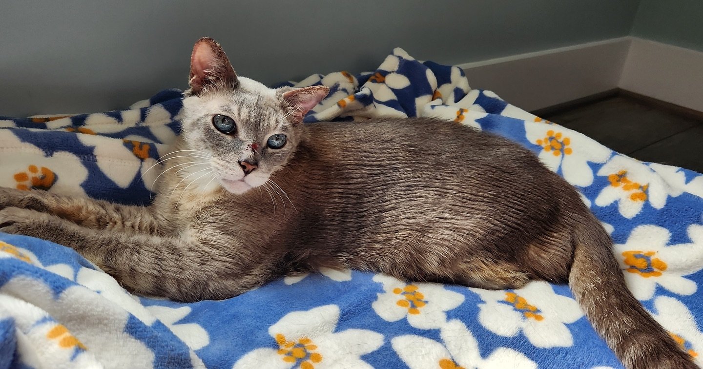 🌟 Meet Luca 🌟

Luca is a senior kitty with a heart of gold and a story of resilience. Despite life&rsquo;s ups and downs, his gentle soul and captivating blue eyes shine brightly. 

At around 10 years old, Luca&rsquo;s adventurous spirit remains st