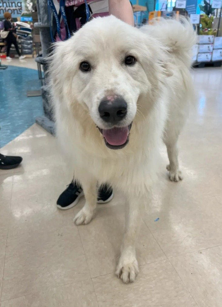 Are you looking for a large, fluffy fellow to add to your family? Meet Blaze, an 82-pound, 1.5-year-old Great Pyrenees mix looking for a temporary foster or his forever home. Affectionate and calm, Blaze does well with children and other dogs. With a