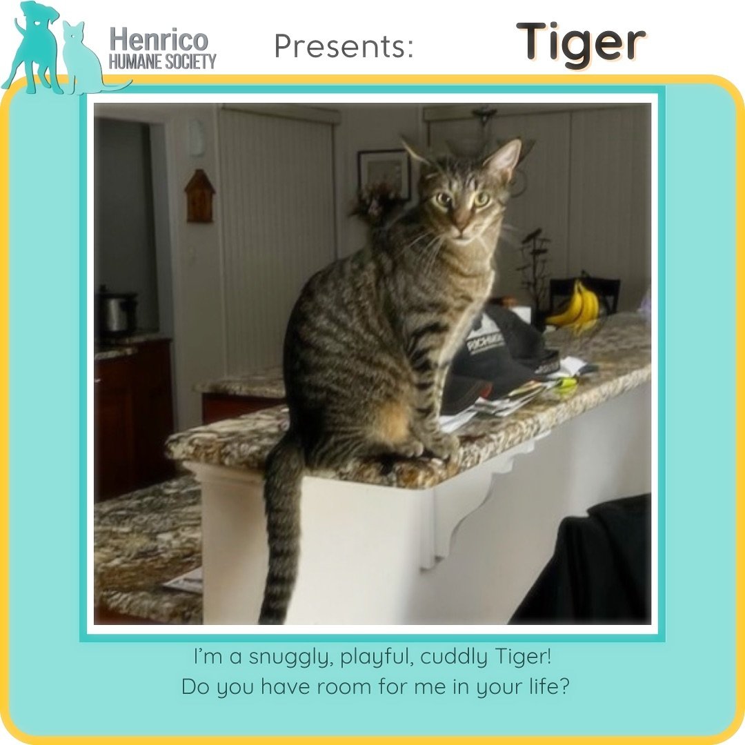 Meet Tiger. 💛When you hear &ldquo;tiger&rdquo; do you think of a fearsome, rugged feline? 😉

Not this little guy! He adores snuggling with his humans and loves sleeping alongside them. Playing? Oh, he&rsquo;s all about that. He&rsquo;s had a blast 