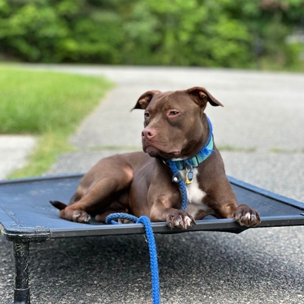 Tomorrow we'll be back at the Petco in Short Pump from 11-2 for our weekly adoption stand! Take a look at the furry friends we'll have with us and head to the link in our bio to fill out our application today! 🐶🩷

🐶 Ginger 
🐶 Beatrice
🐶 Blaze 
?