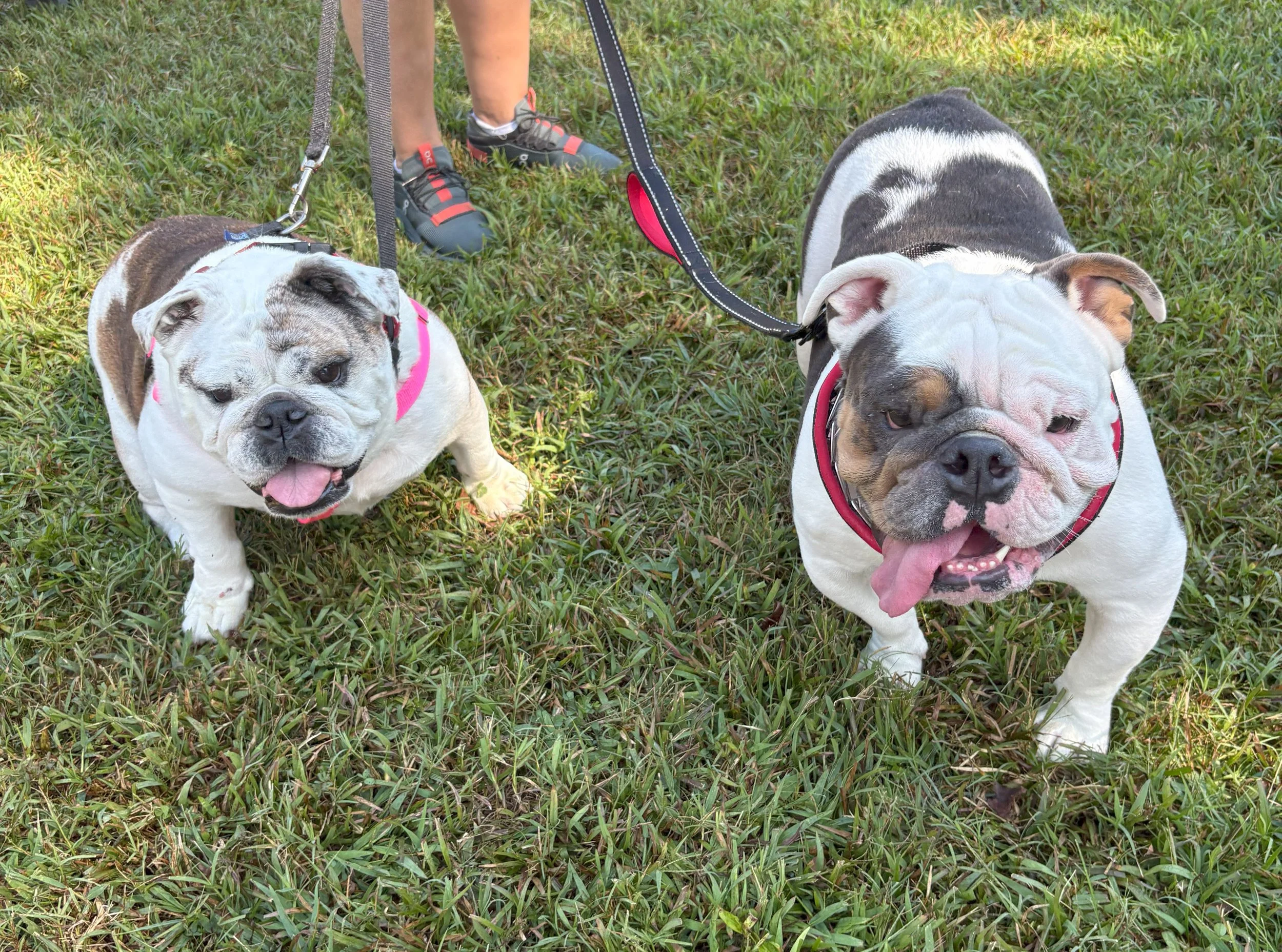 Two Bulldogs.jpg
