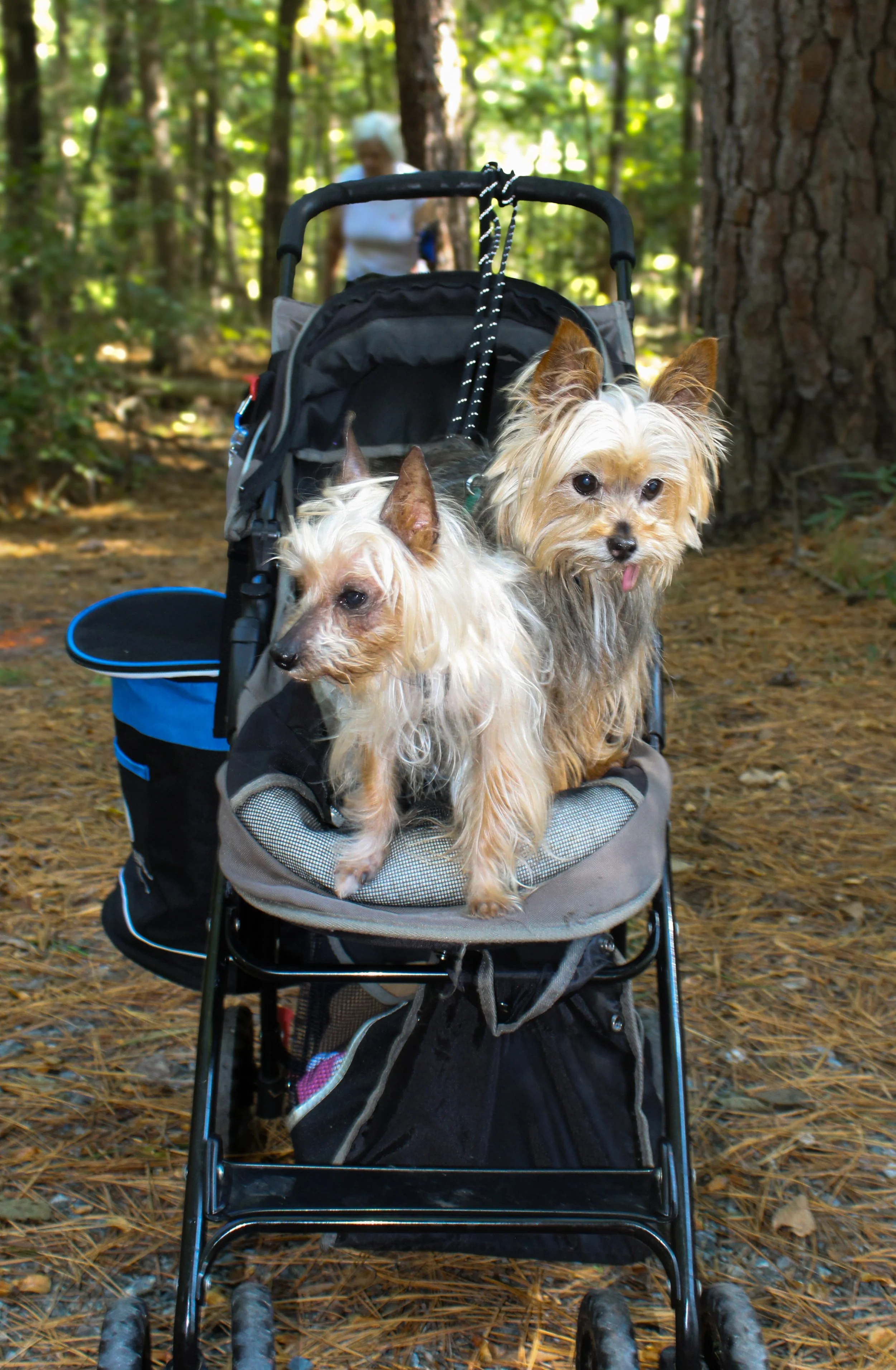 Yorkies on Path.jpg