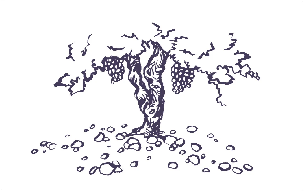 ET-ZE-CINSAULT.jpg