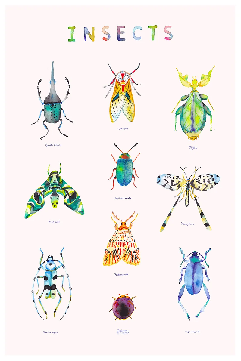 insectes_web_800.jpg