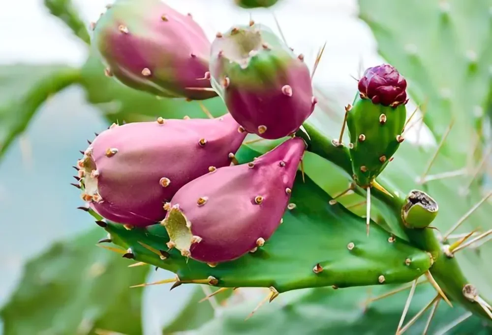 The Power of Prickly Pear Seed Oil in Clean, Organic Skincare