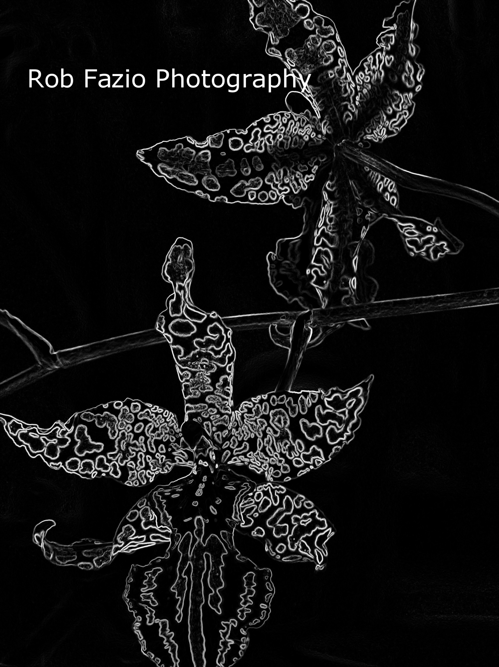 Orchids in Black and White