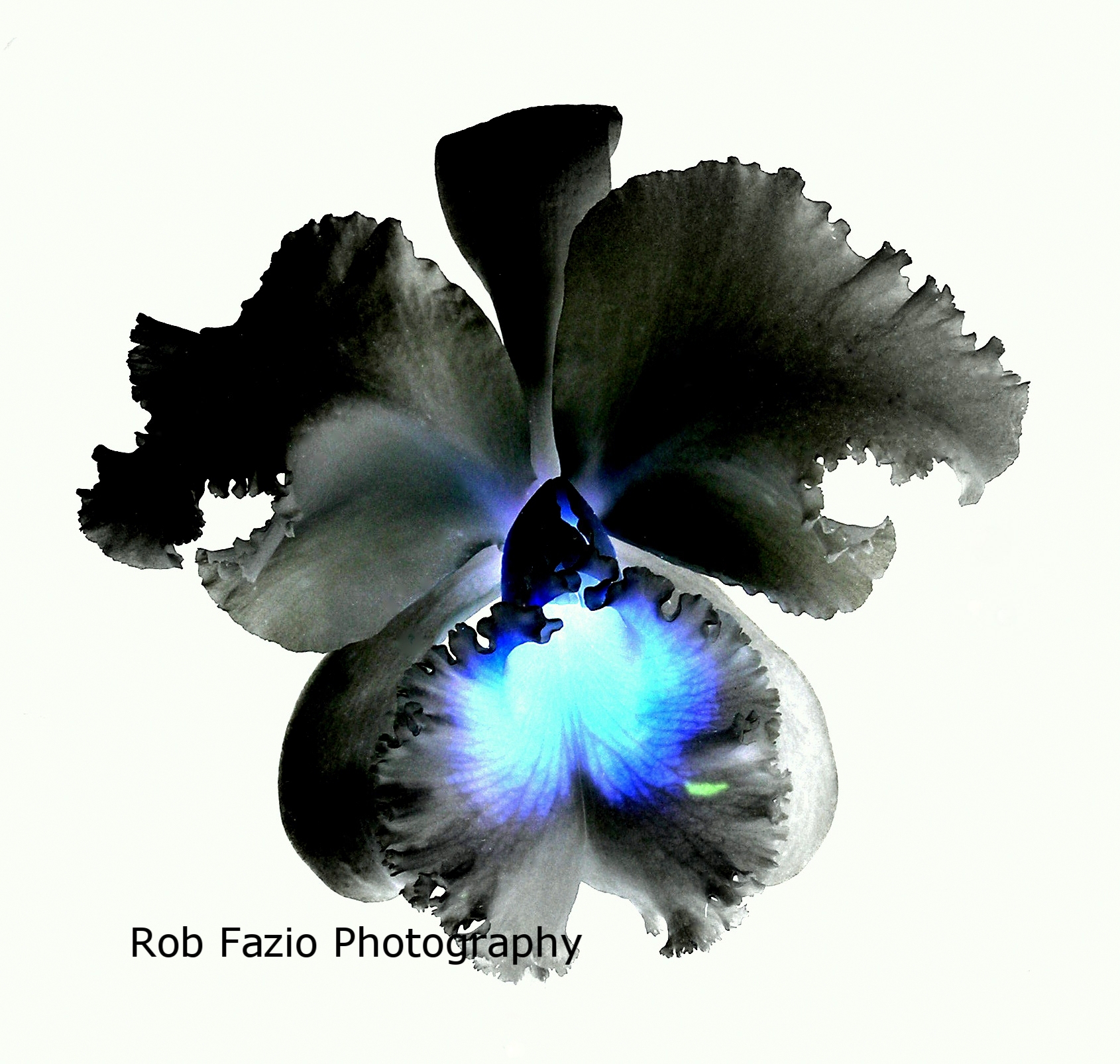 Black Orchid