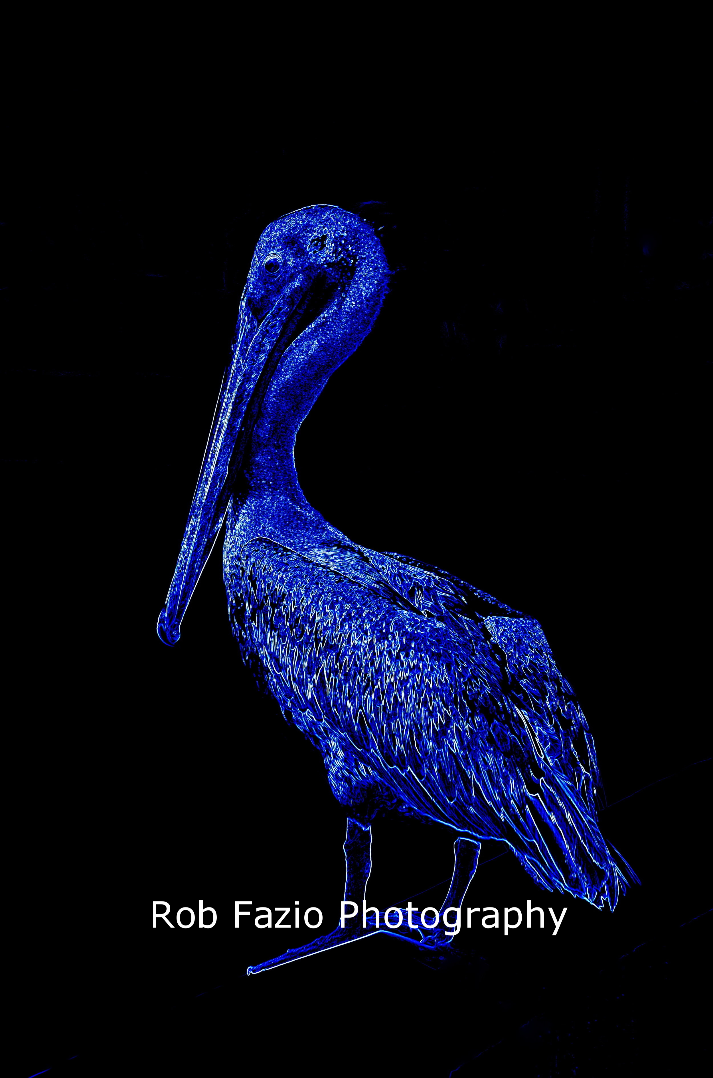 Blue Pelican