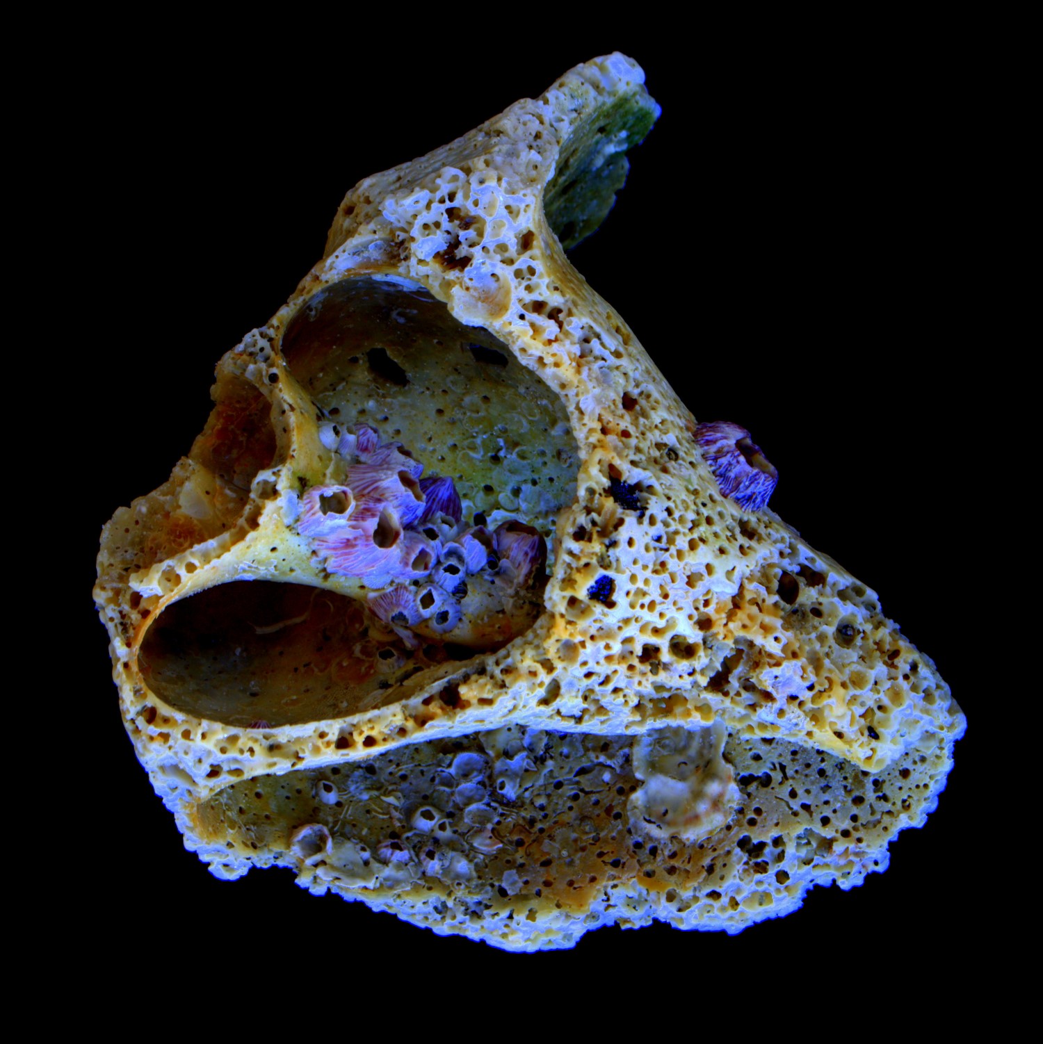 History in Shell