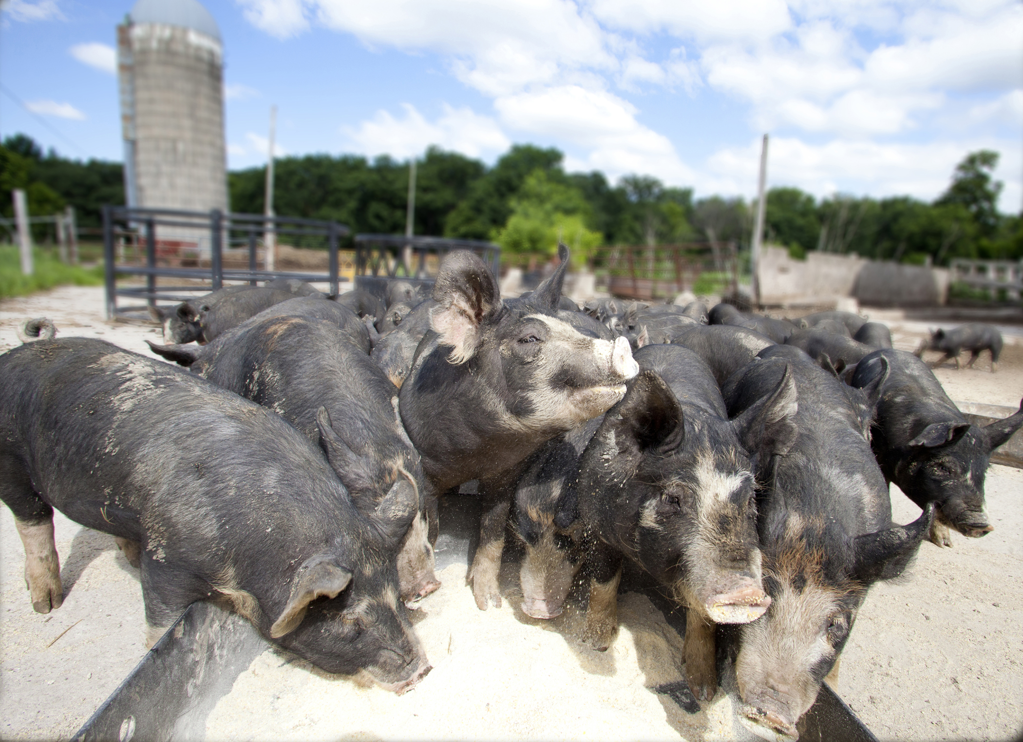 Farm photography pigs eating minnesota