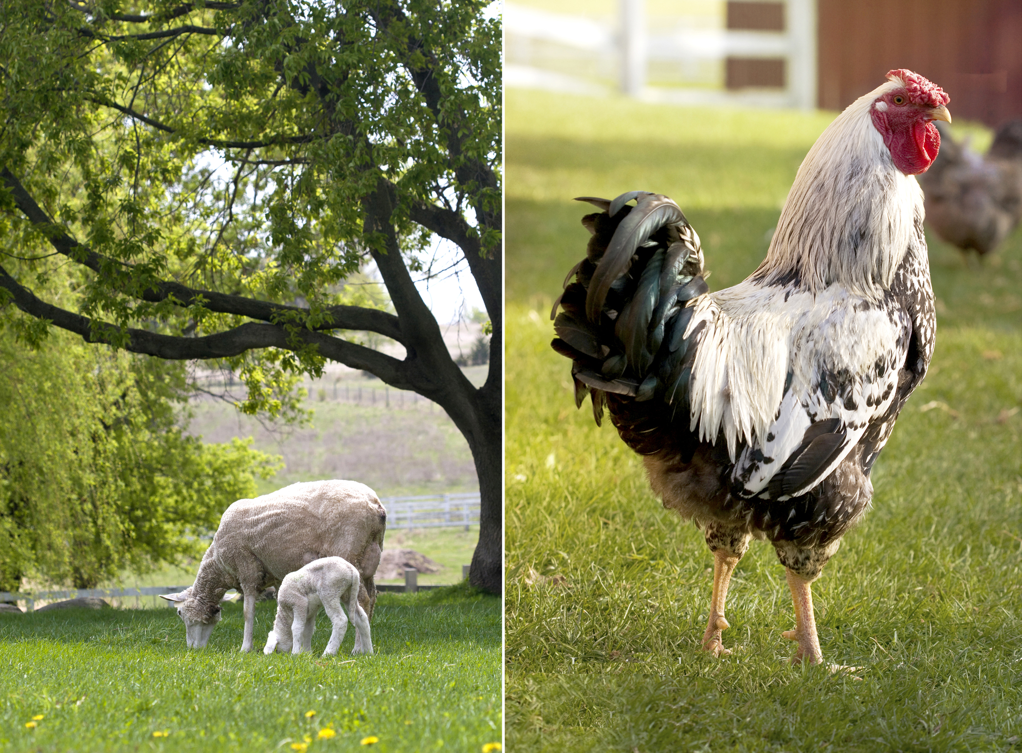 farm photography sheep rooster in minnesota