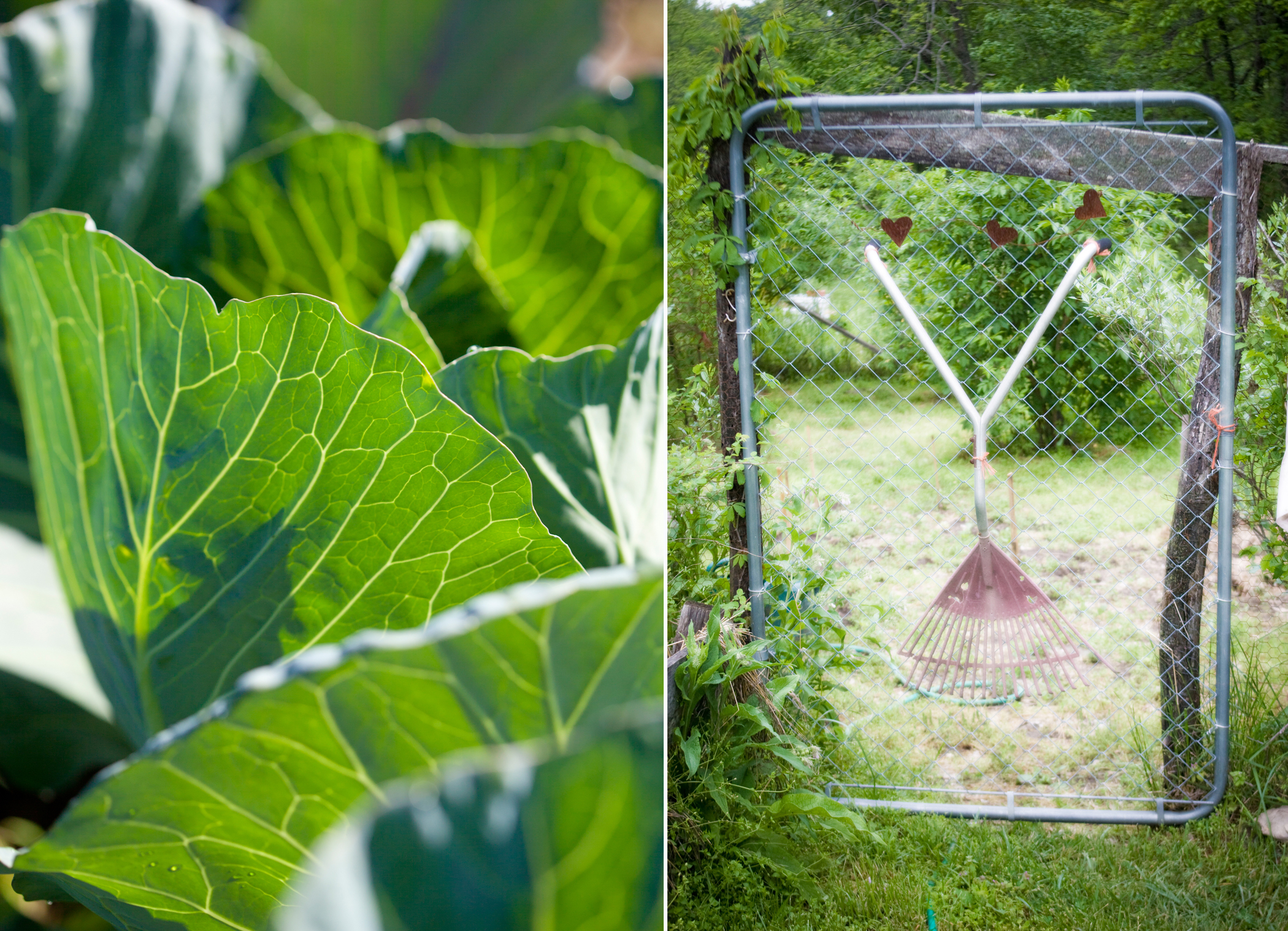 farm photography garden gate cabbage