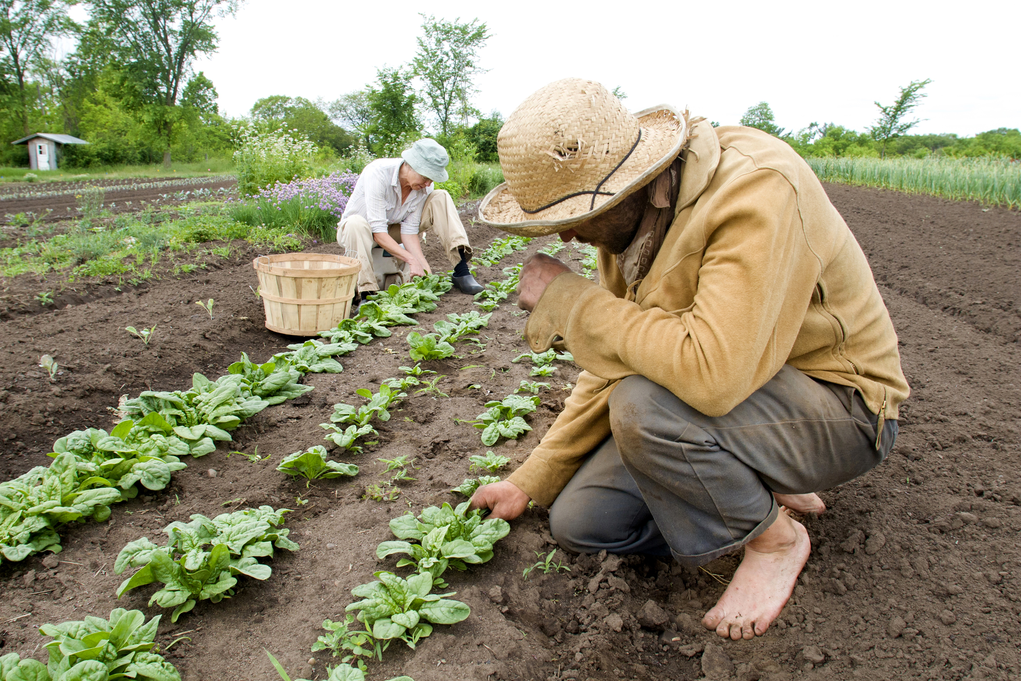 farm photography thinning spinach organic