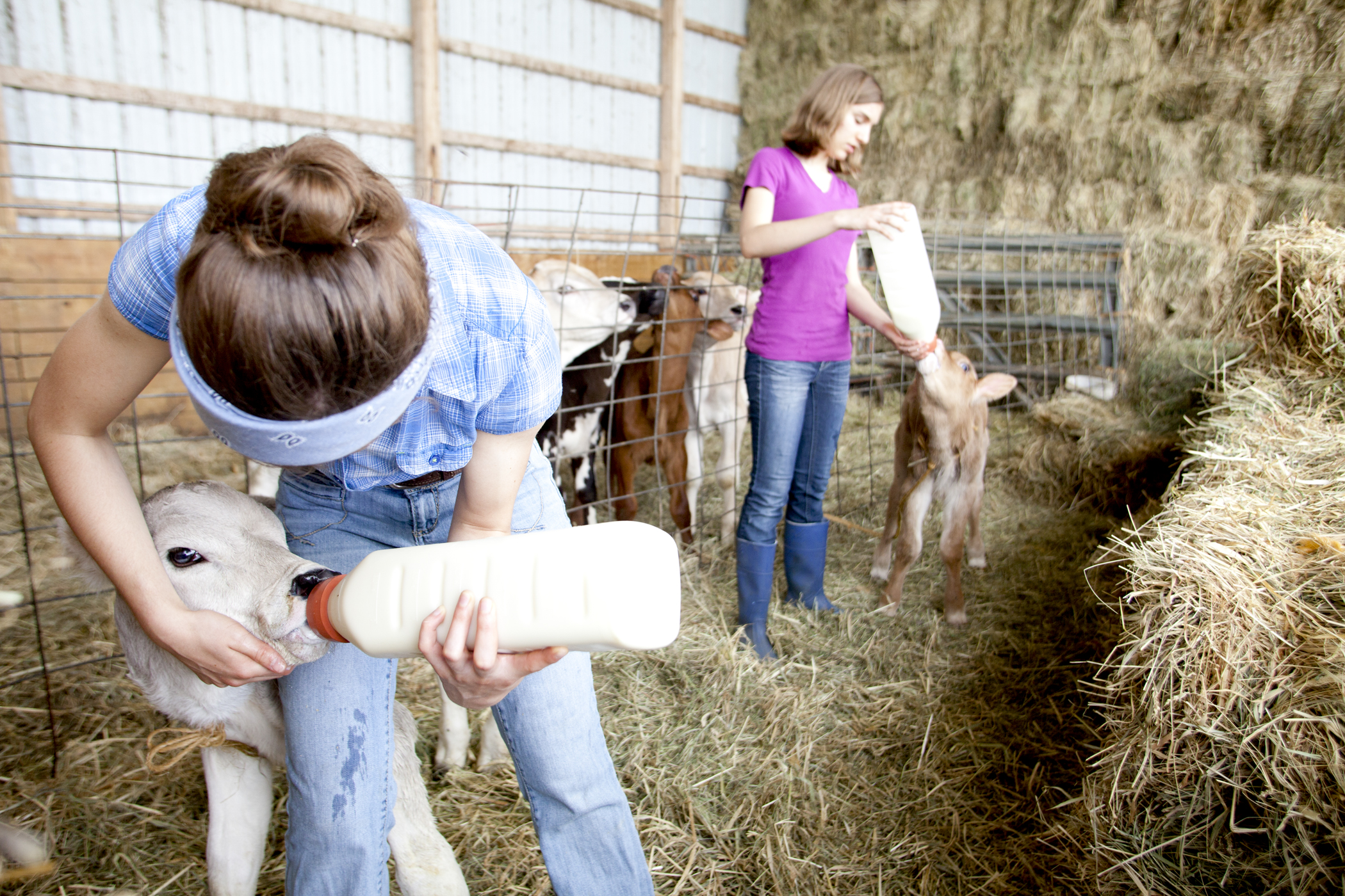 farm photography organic dairy milking cows