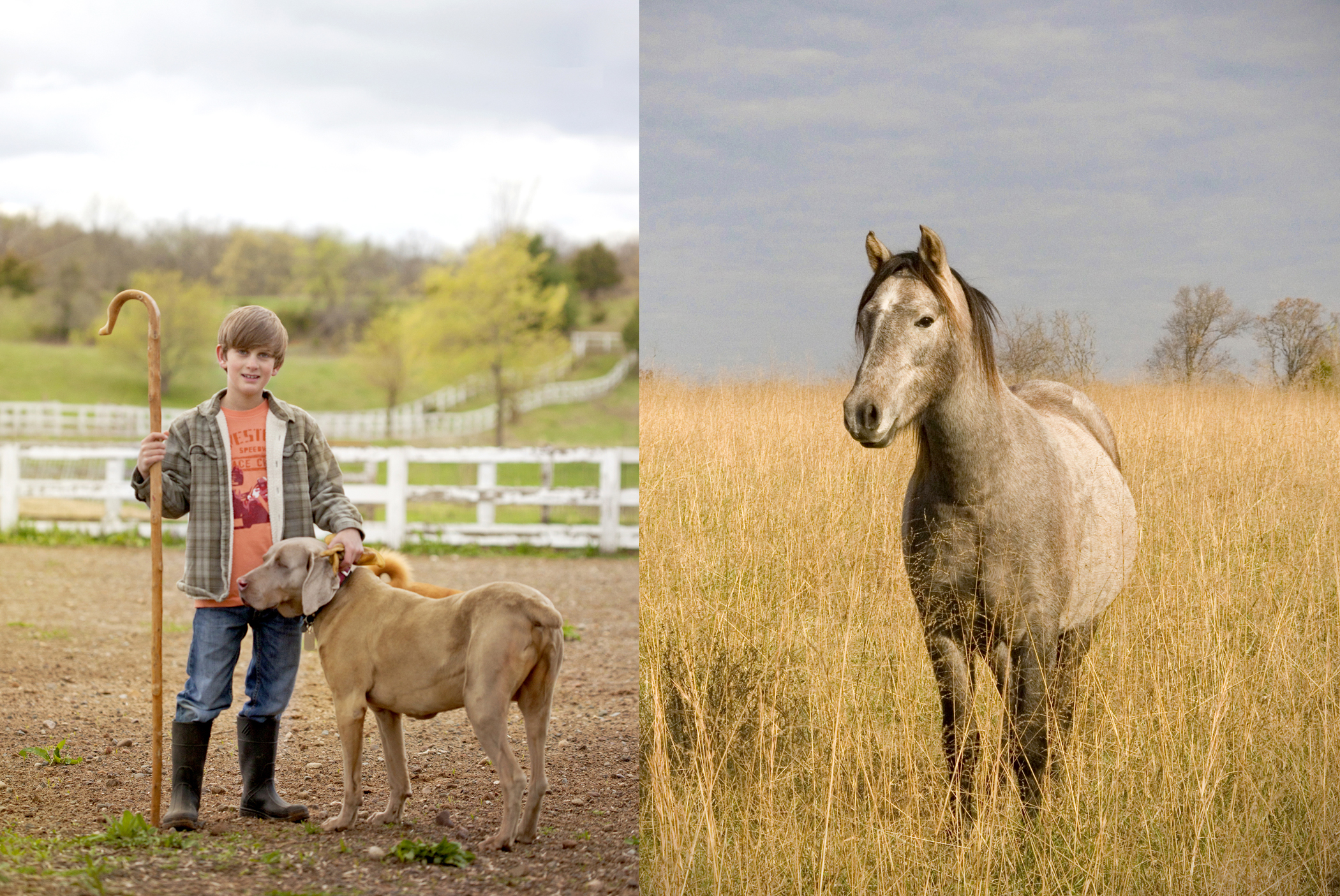 farm photography of boy sheepherder, dog and horse
