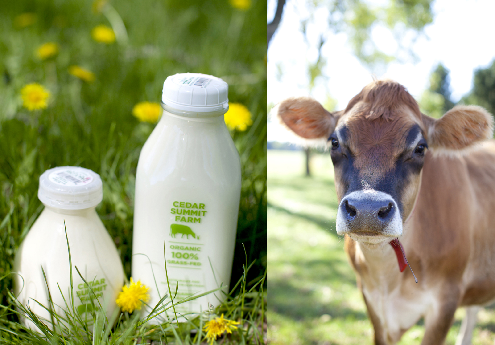 farm photography organic cow and milk
