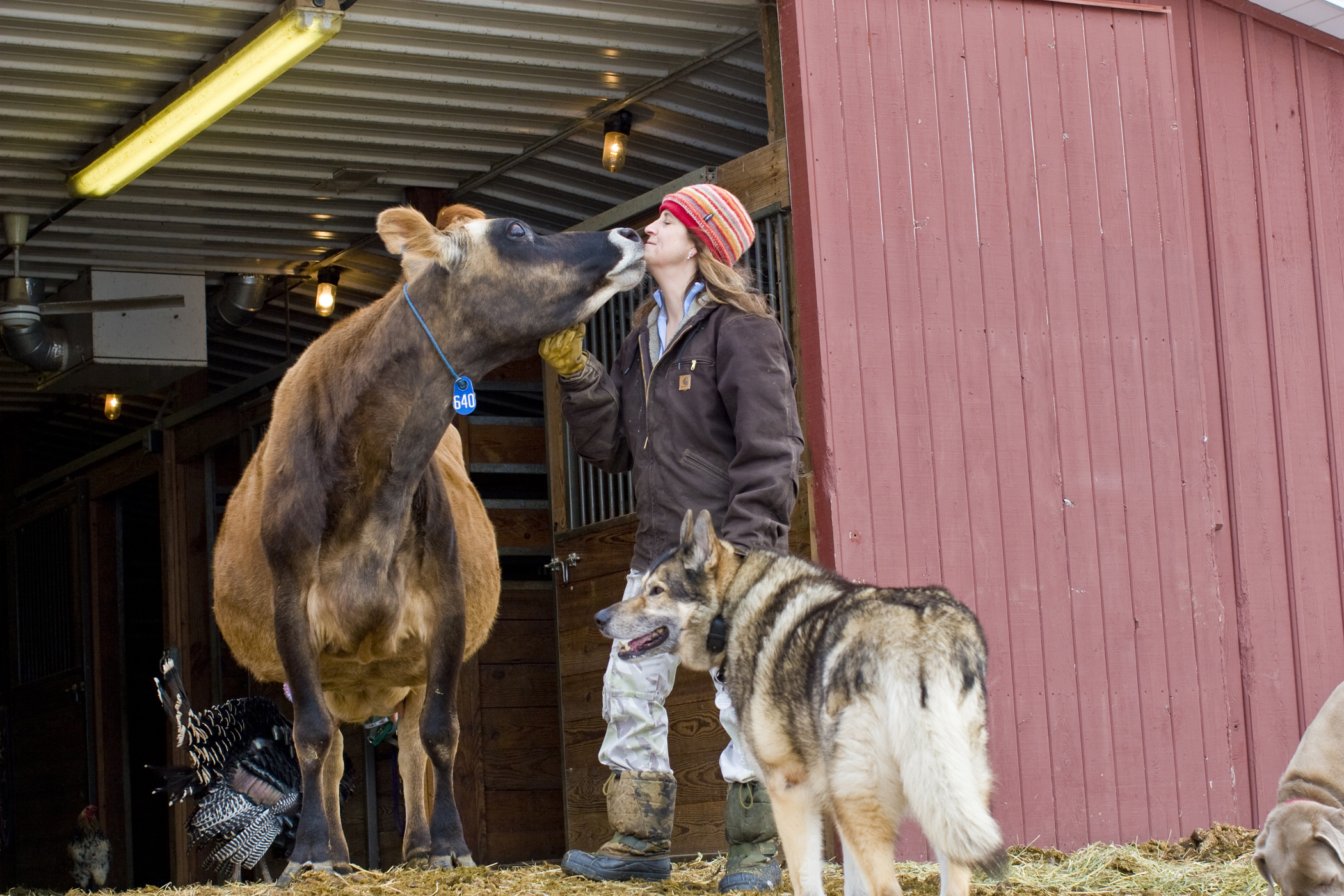 farm photography farmer with cow dog turkey at barn